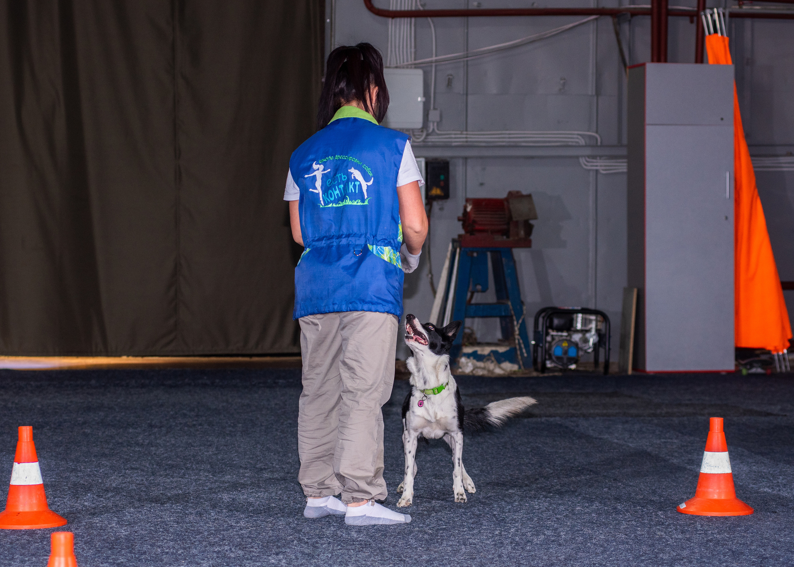 Танцы с собаками!. Дог-фотограф в Тюмени Александра Королева