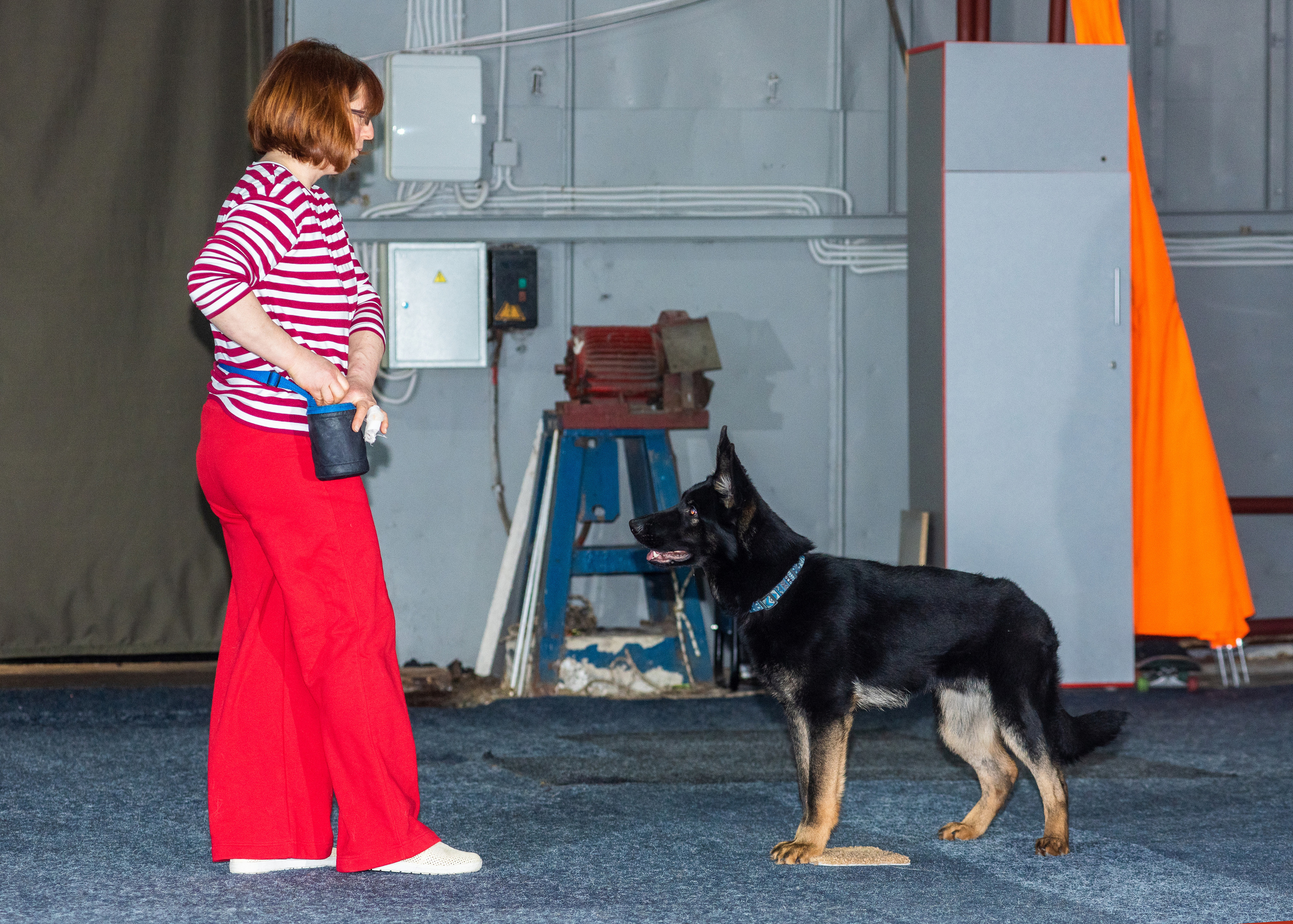 Танцы с собаками!. Дог-фотограф в Тюмени Александра Королева