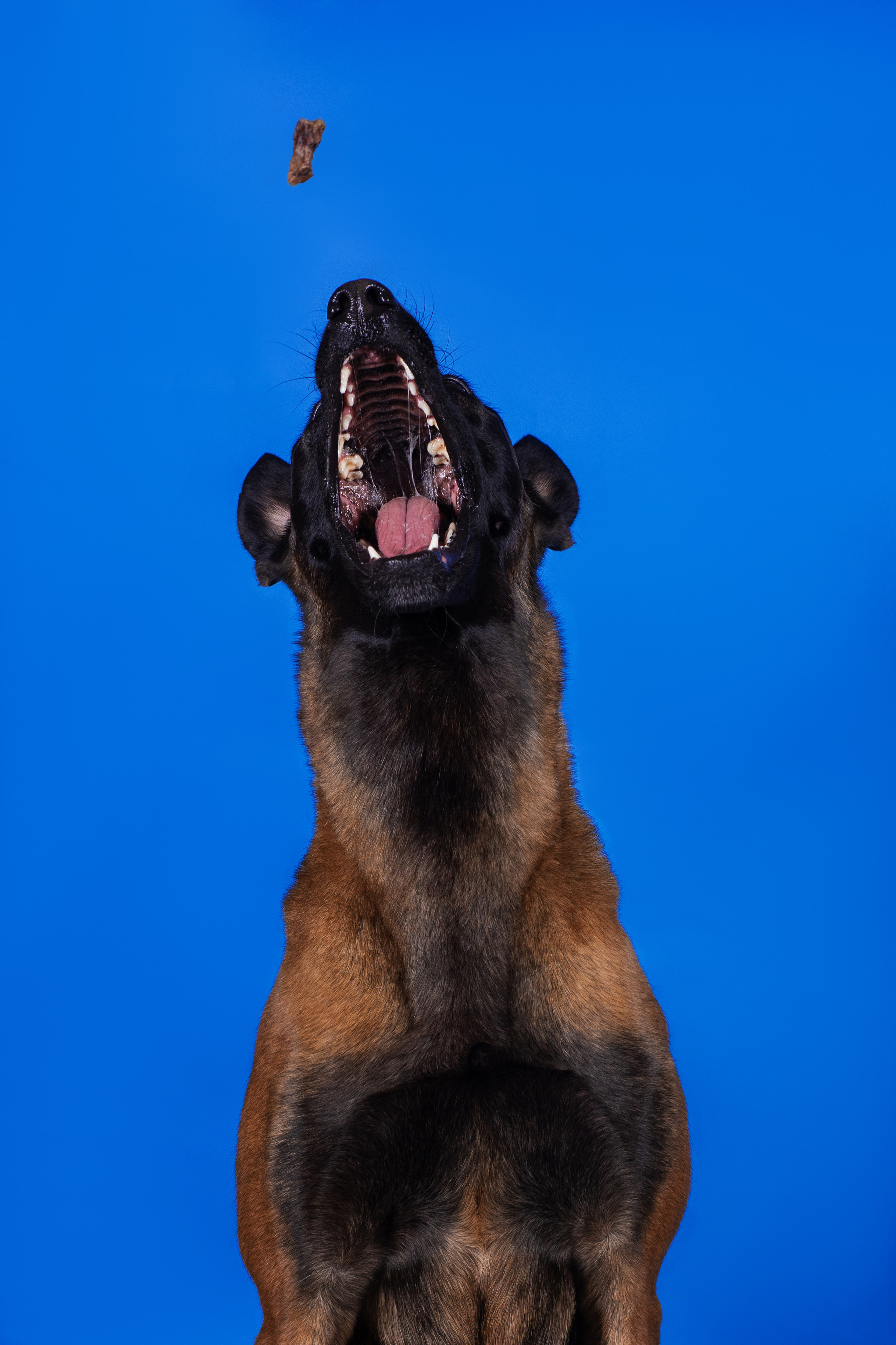 Модная малинуа. Дог-фотограф в Тюмени Александра Королева