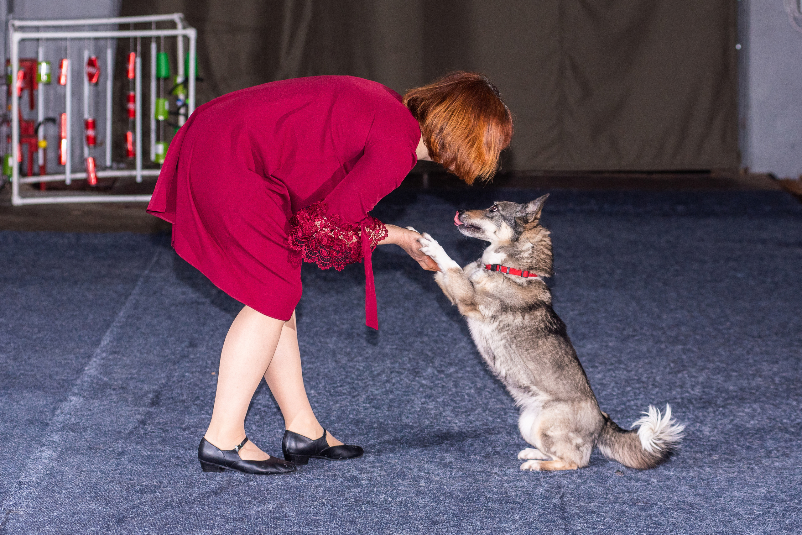 Танцы с собаками!. Дог-фотограф в Тюмени Александра Королева