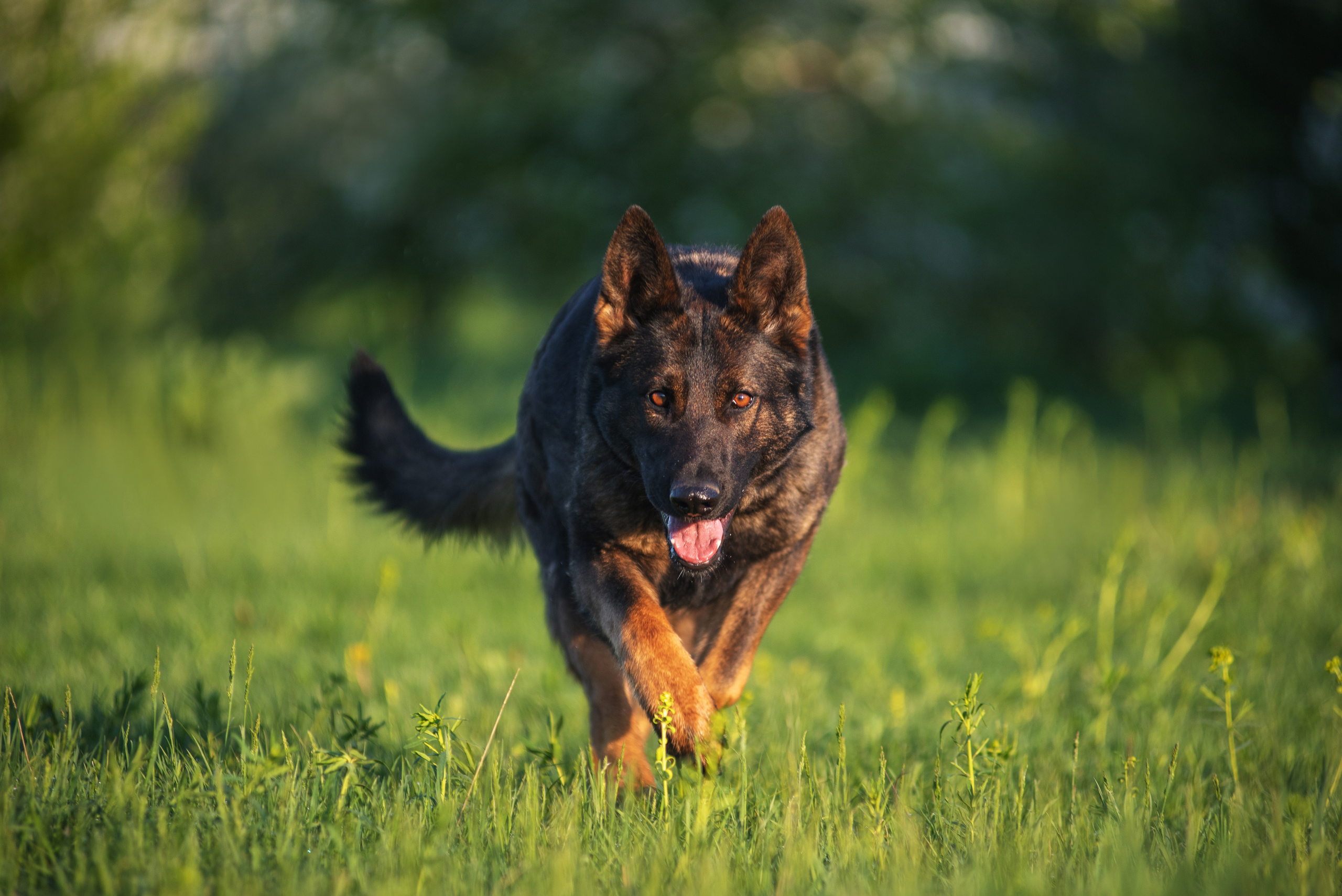 Весенняя овчарка. Дог-фотограф в Тюмени Александра Королева