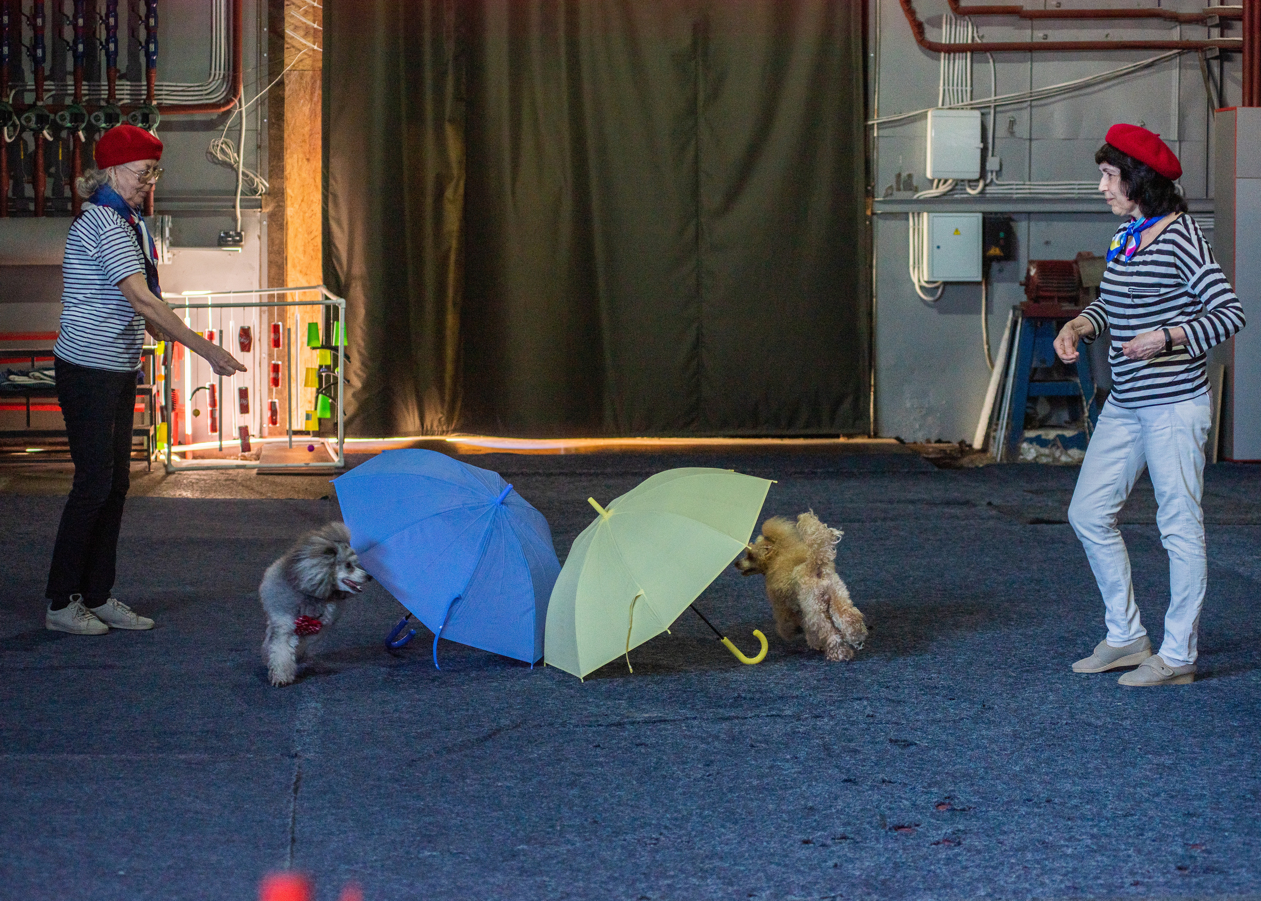 Танцы с собаками!. Дог-фотограф в Тюмени Александра Королева