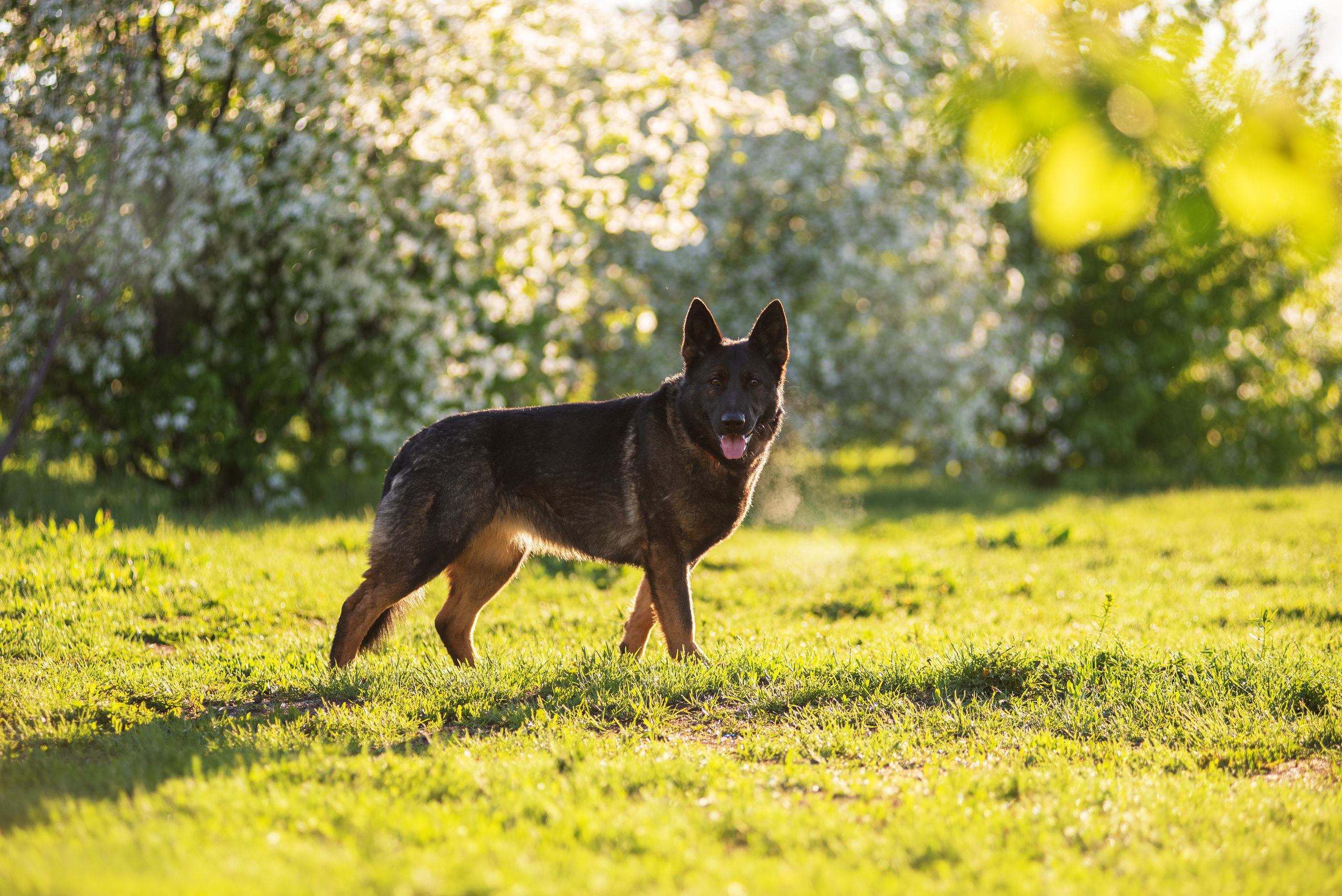 Весенняя овчарка. Дог-фотограф в Тюмени Александра Королева