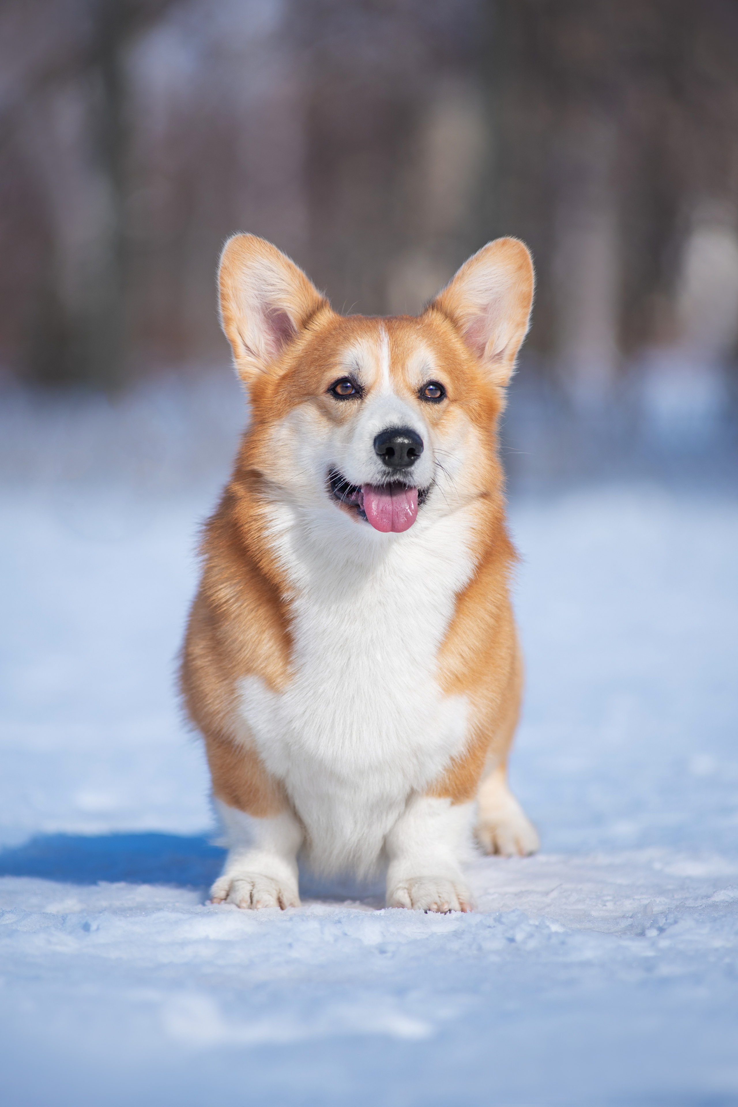 Коржик. Дог-фотограф в Тюмени Александра Королева