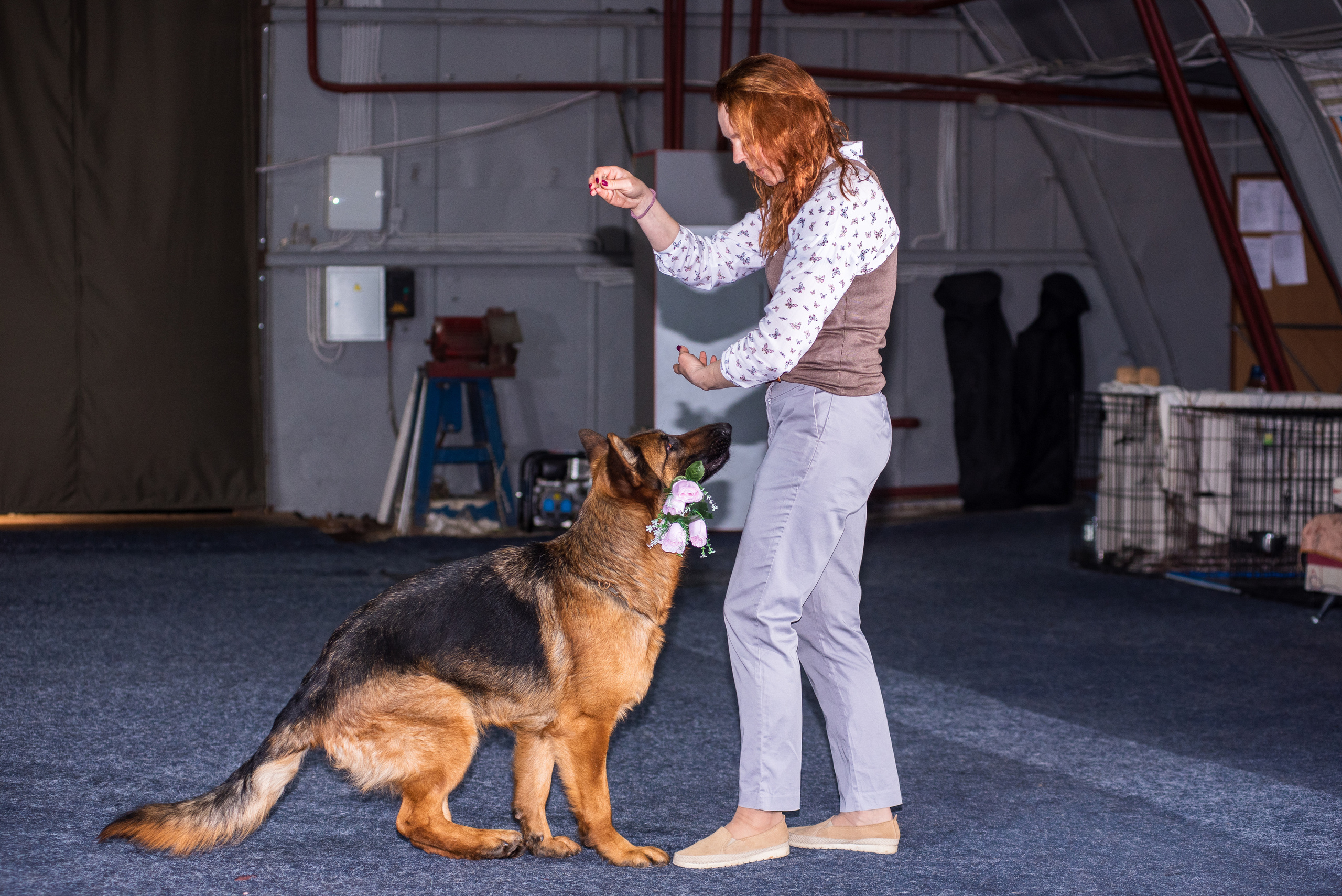 Танцы с собаками!. Дог-фотограф в Тюмени Александра Королева