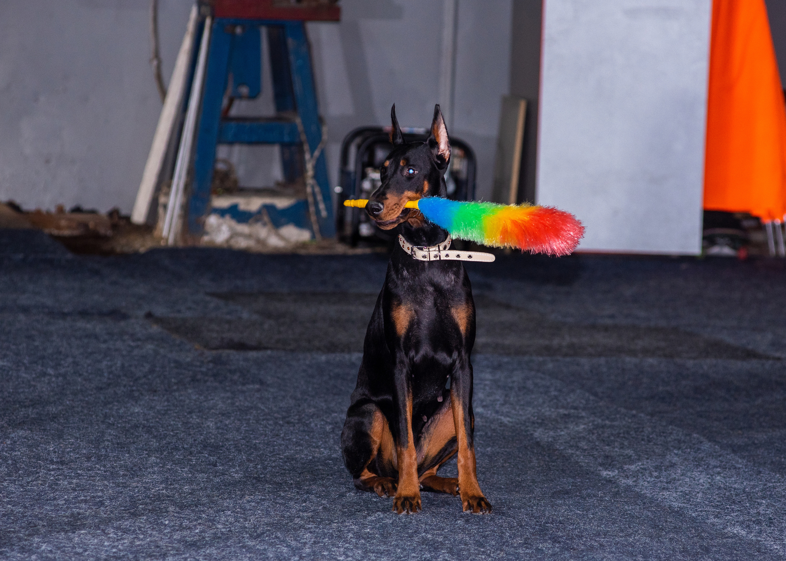 Танцы с собаками!. Дог-фотограф в Тюмени Александра Королева