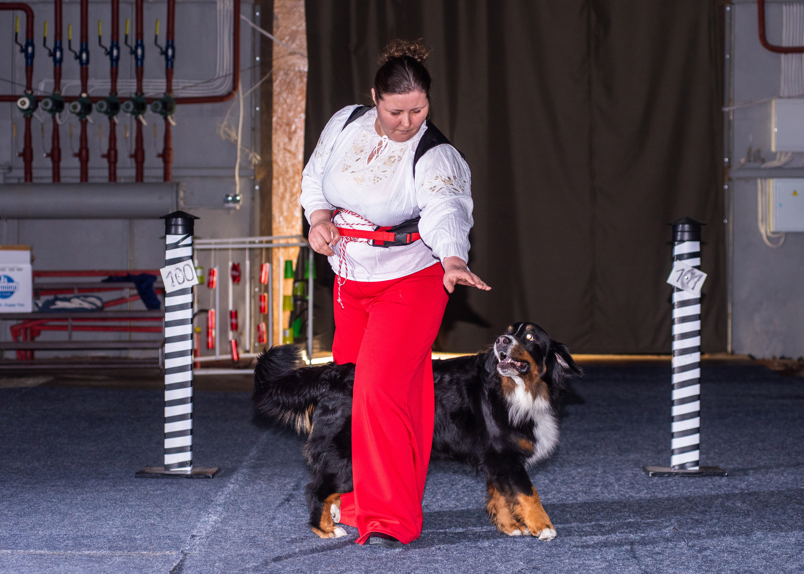 Танцы с собаками!. Дог-фотограф в Тюмени Александра Королева
