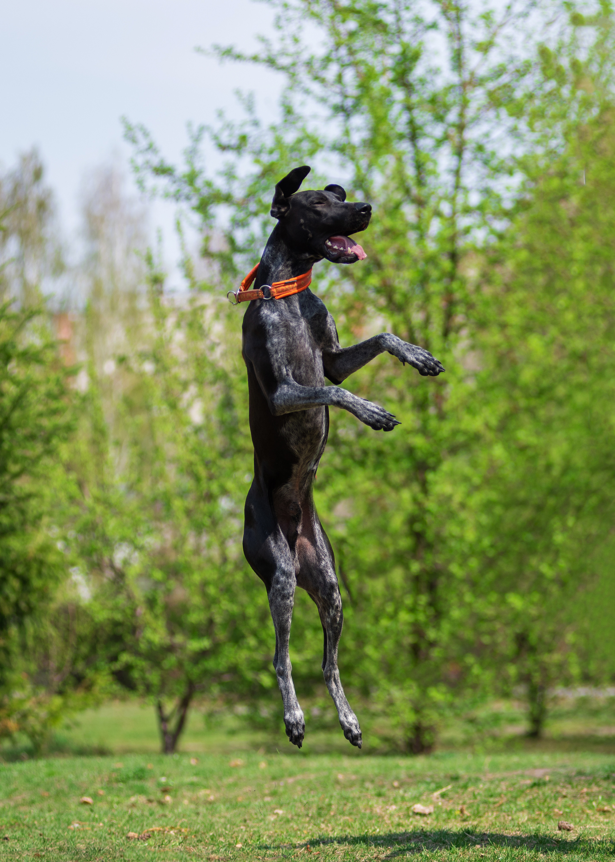 Летние пятнистые весельчаки). Дог-фотограф в Тюмени Александра Королева