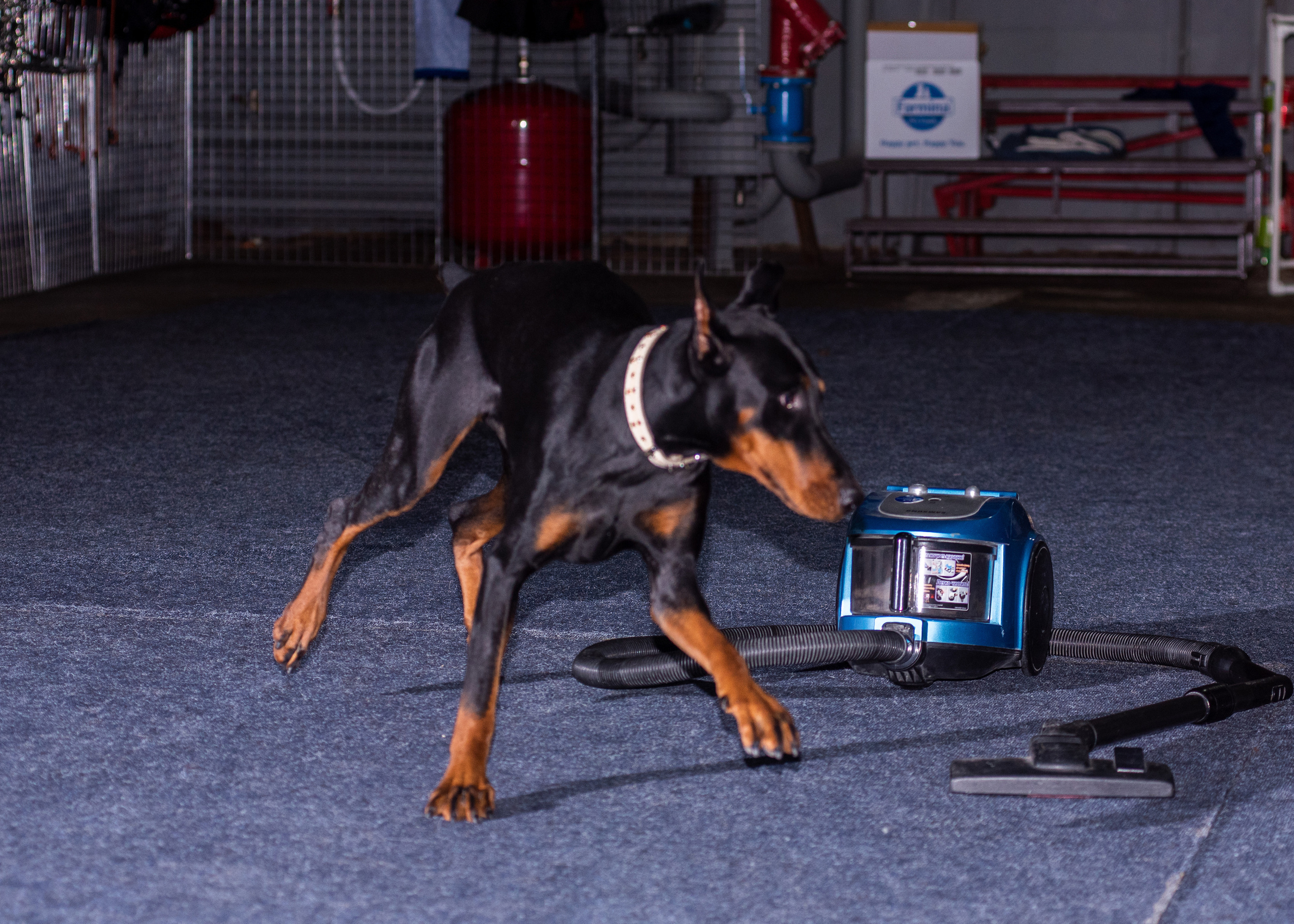 Танцы с собаками!. Дог-фотограф в Тюмени Александра Королева