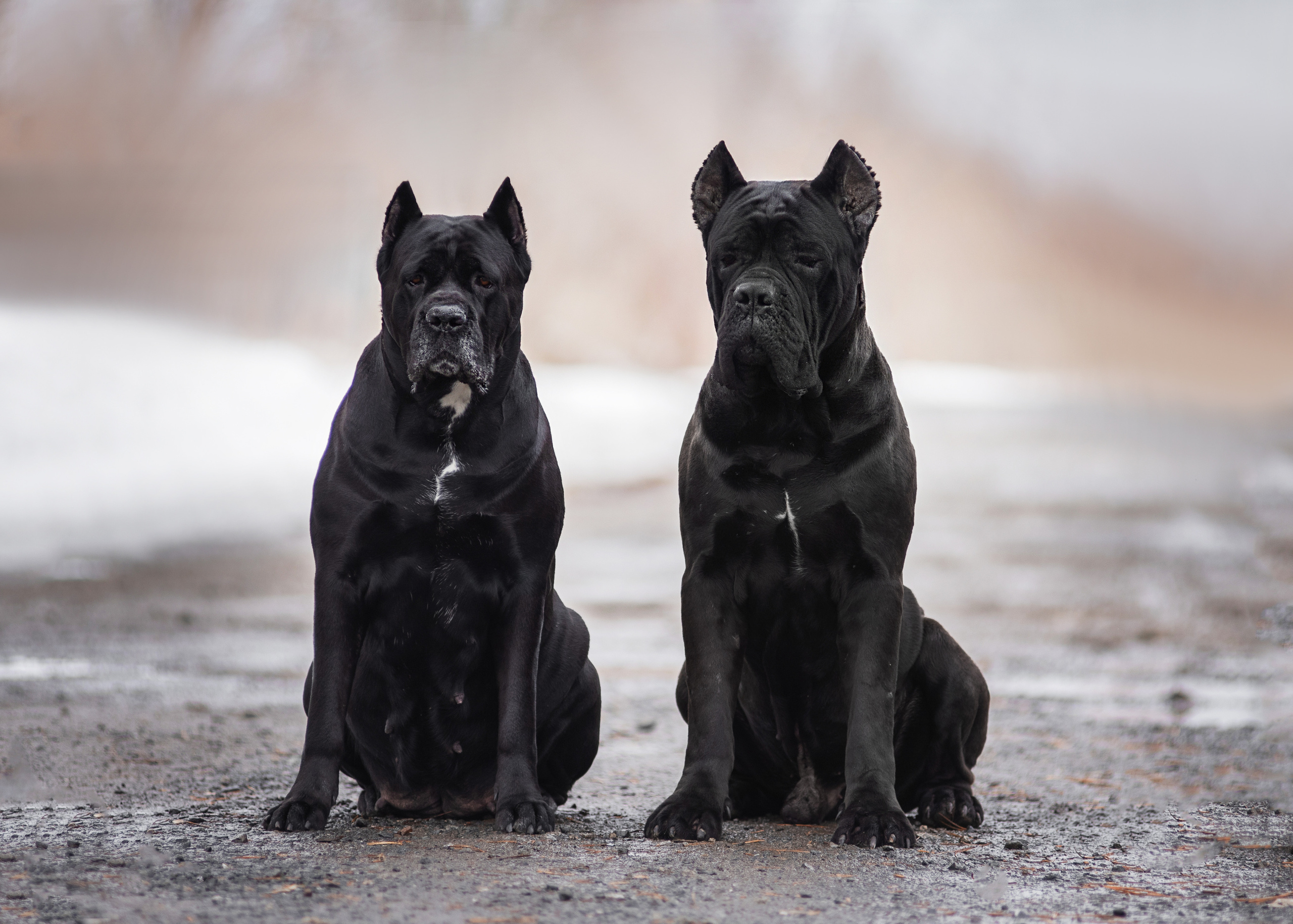 Кане корсо. Дог-фотограф в Тюмени Александра Королева