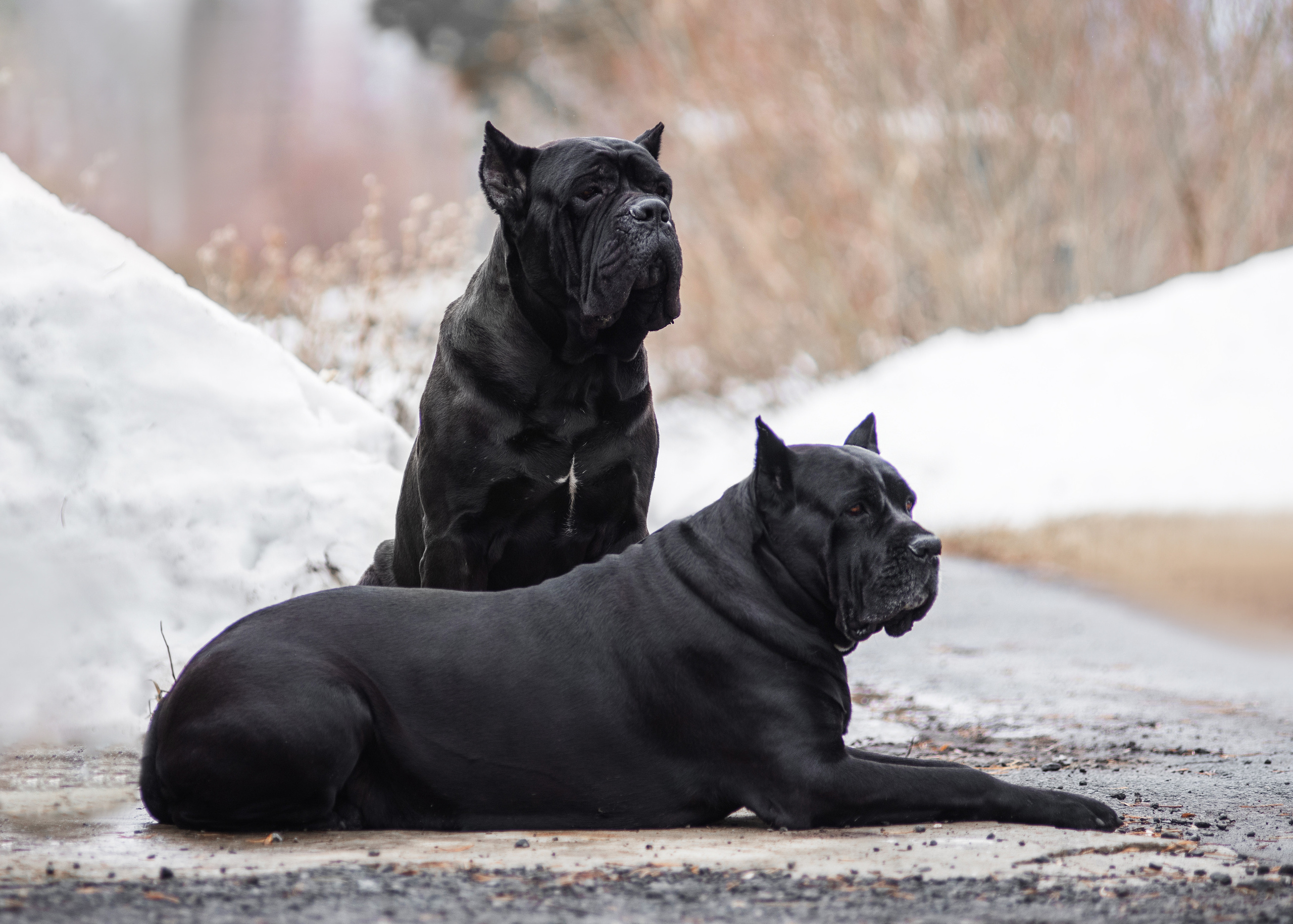 Кане корсо. Дог-фотограф в Тюмени Александра Королева