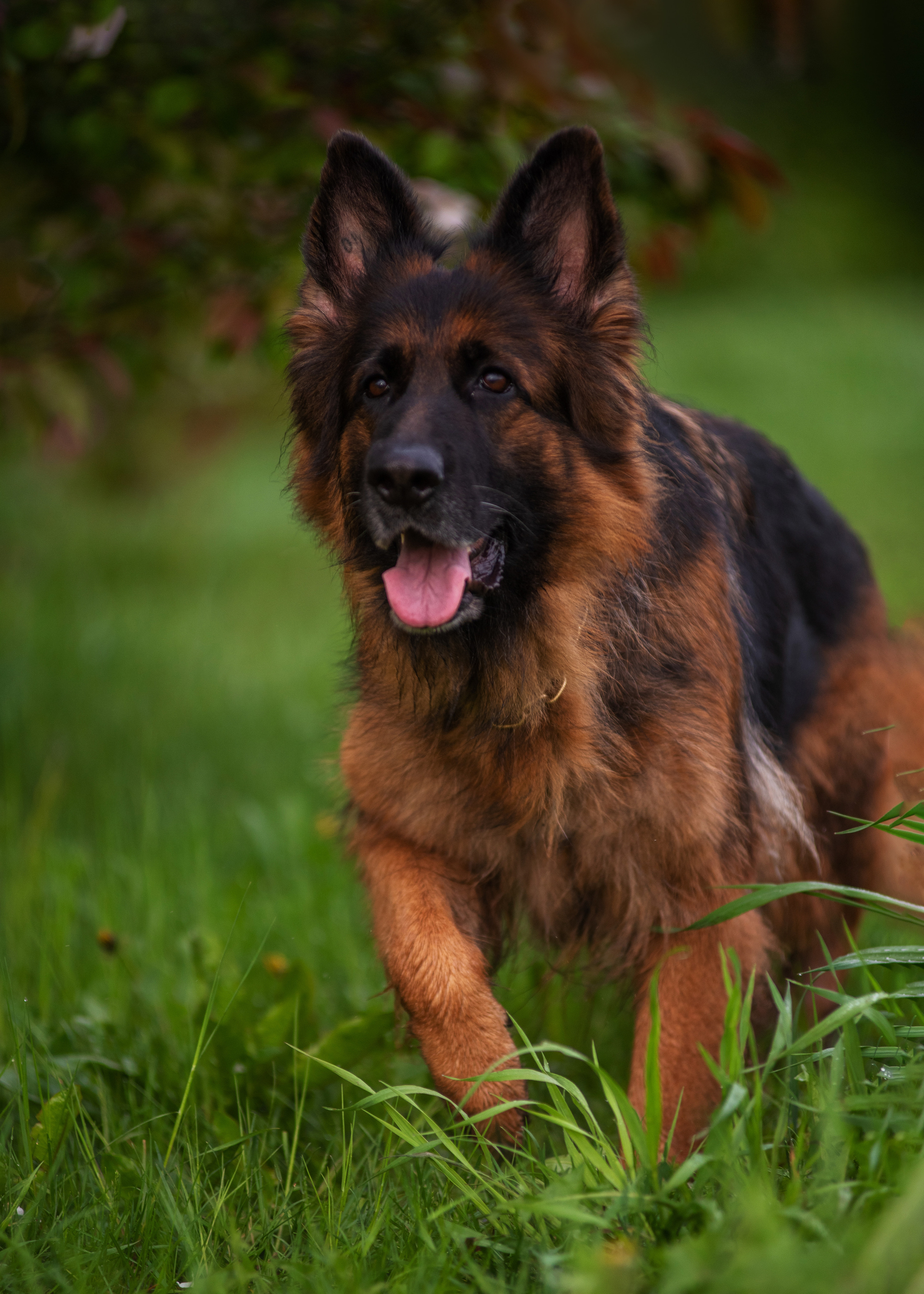 Овчарка в яблонях. Дог-фотограф в Тюмени Александра Королева