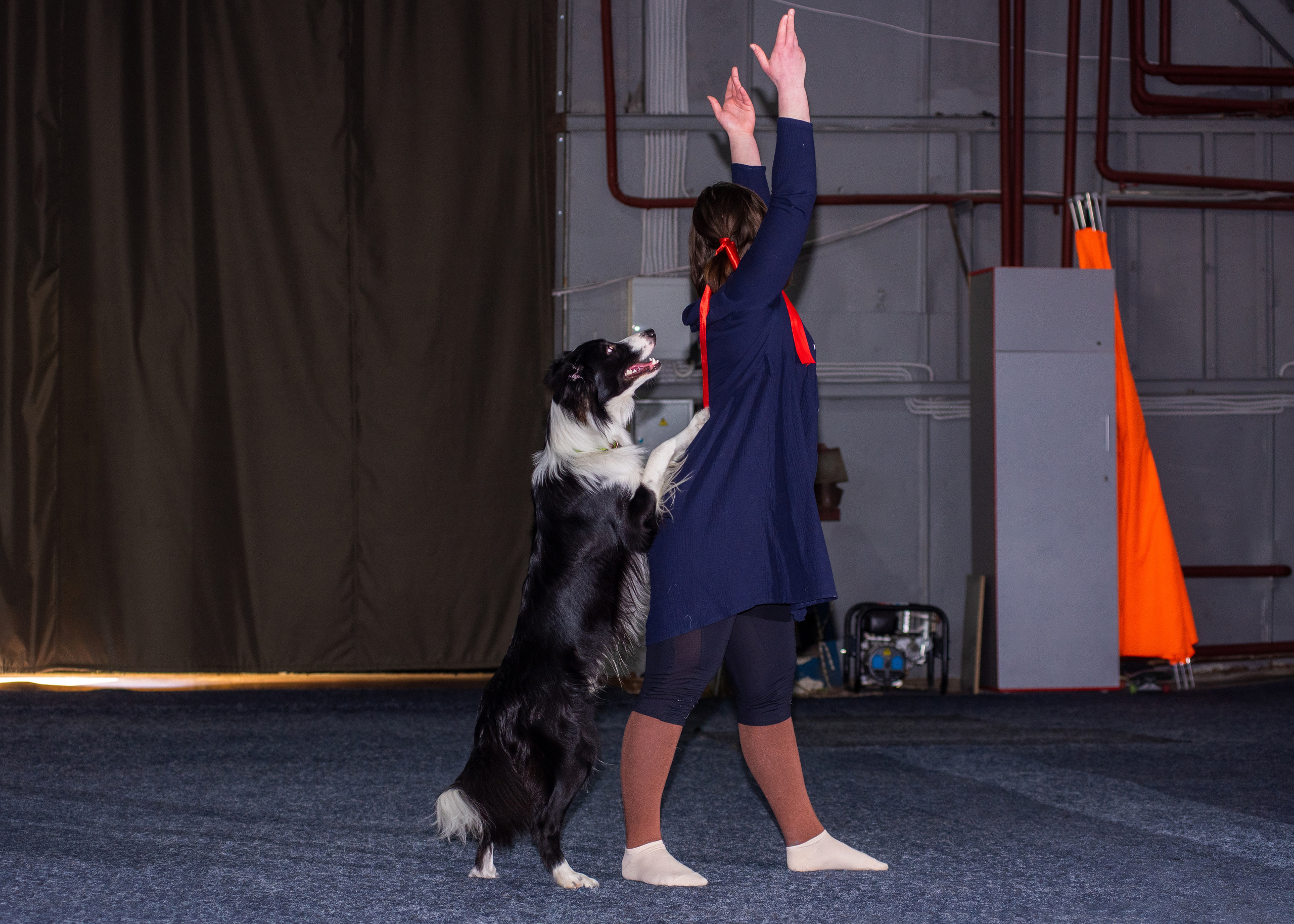 Танцы с собаками!. Дог-фотограф в Тюмени Александра Королева