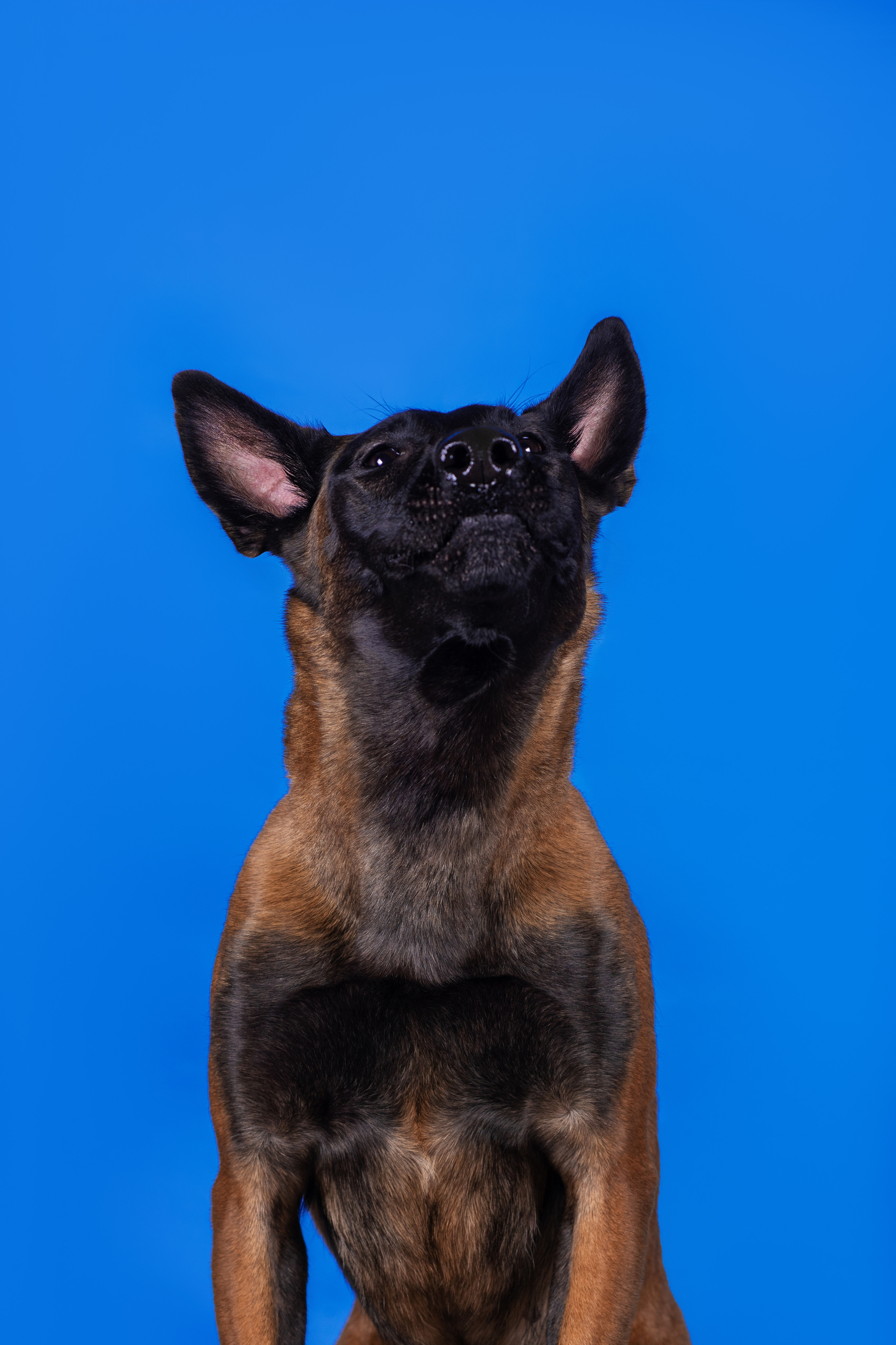 Модная малинуа. Дог-фотограф в Тюмени Александра Королева