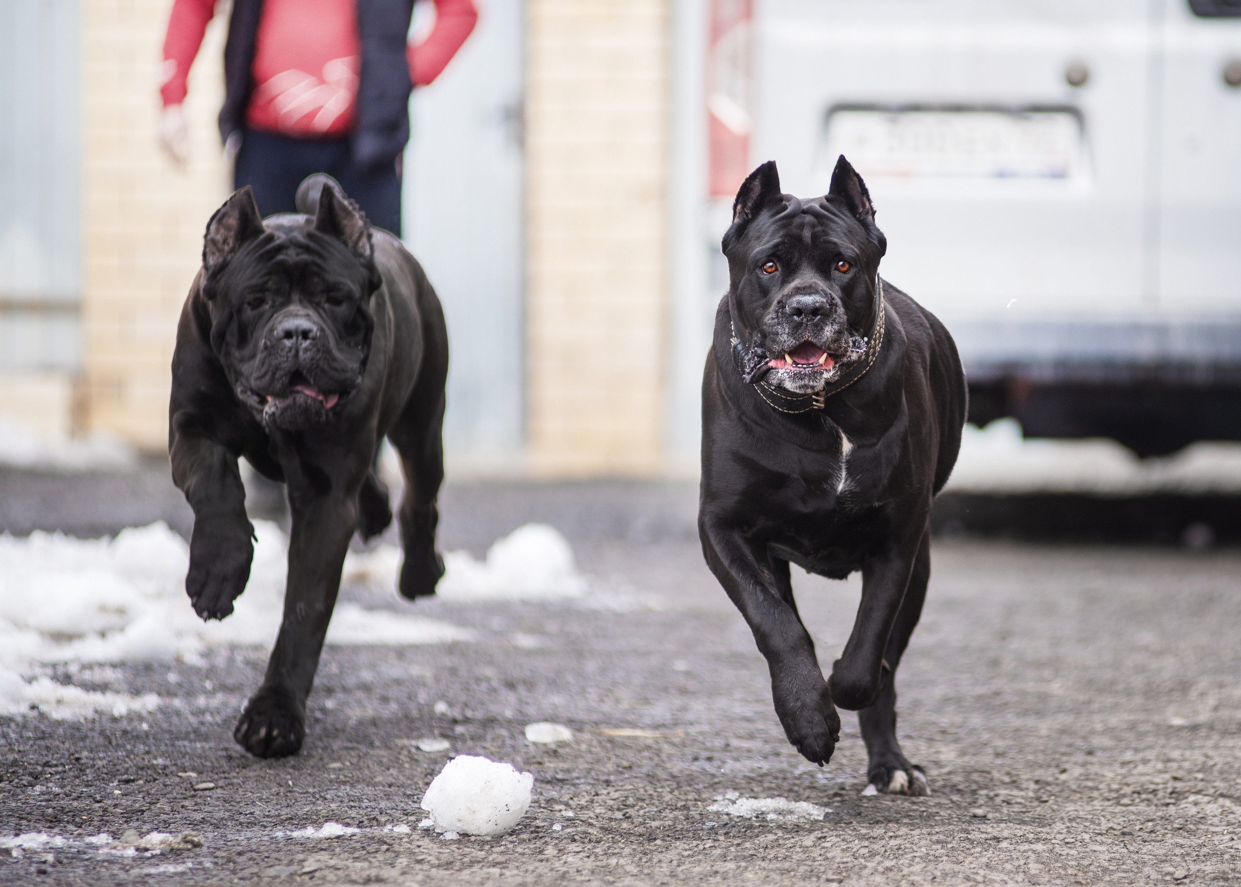 Кане корсо. Дог-фотограф в Тюмени Александра Королева