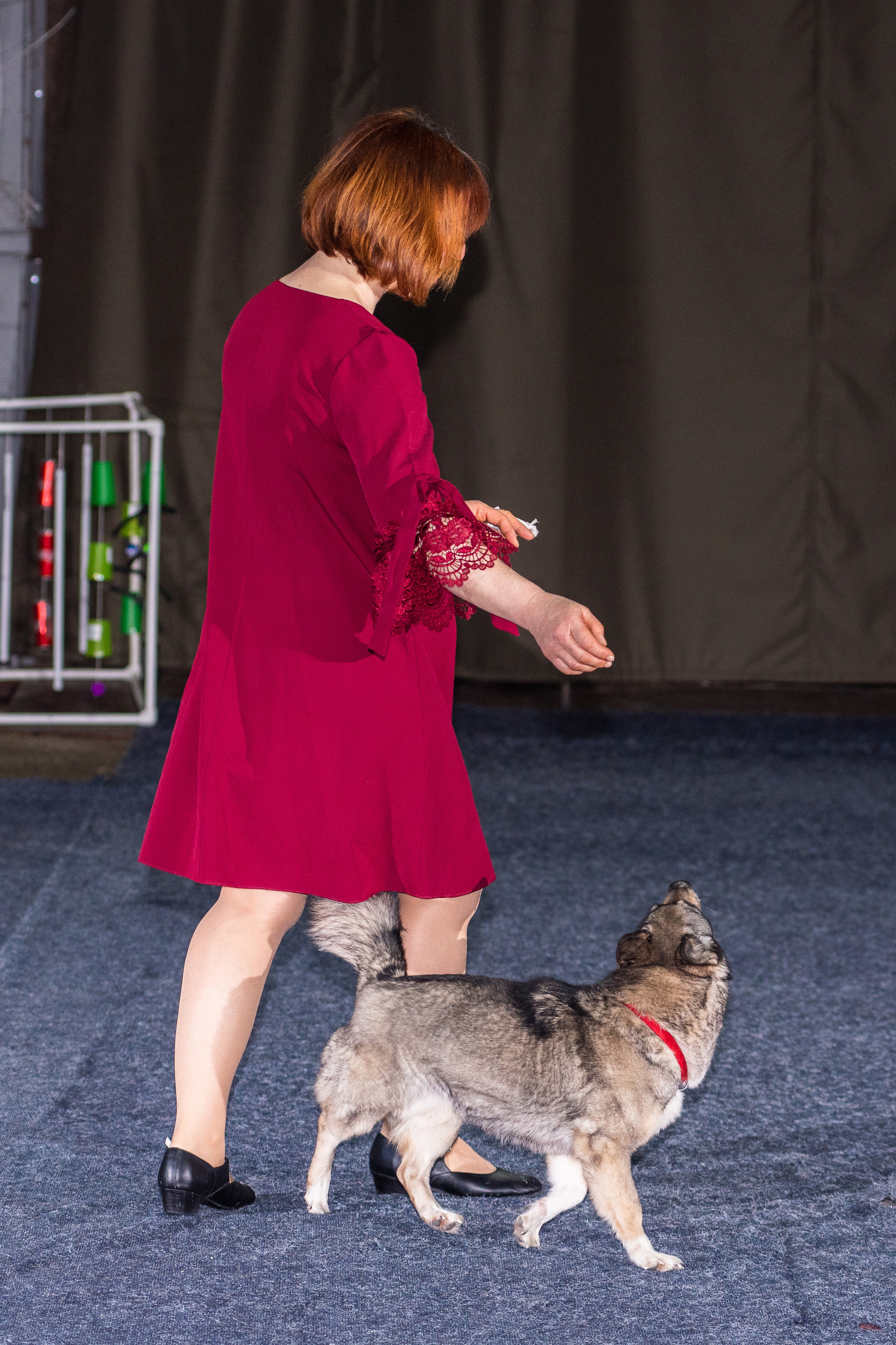 Танцы с собаками!. Дог-фотограф в Тюмени Александра Королева