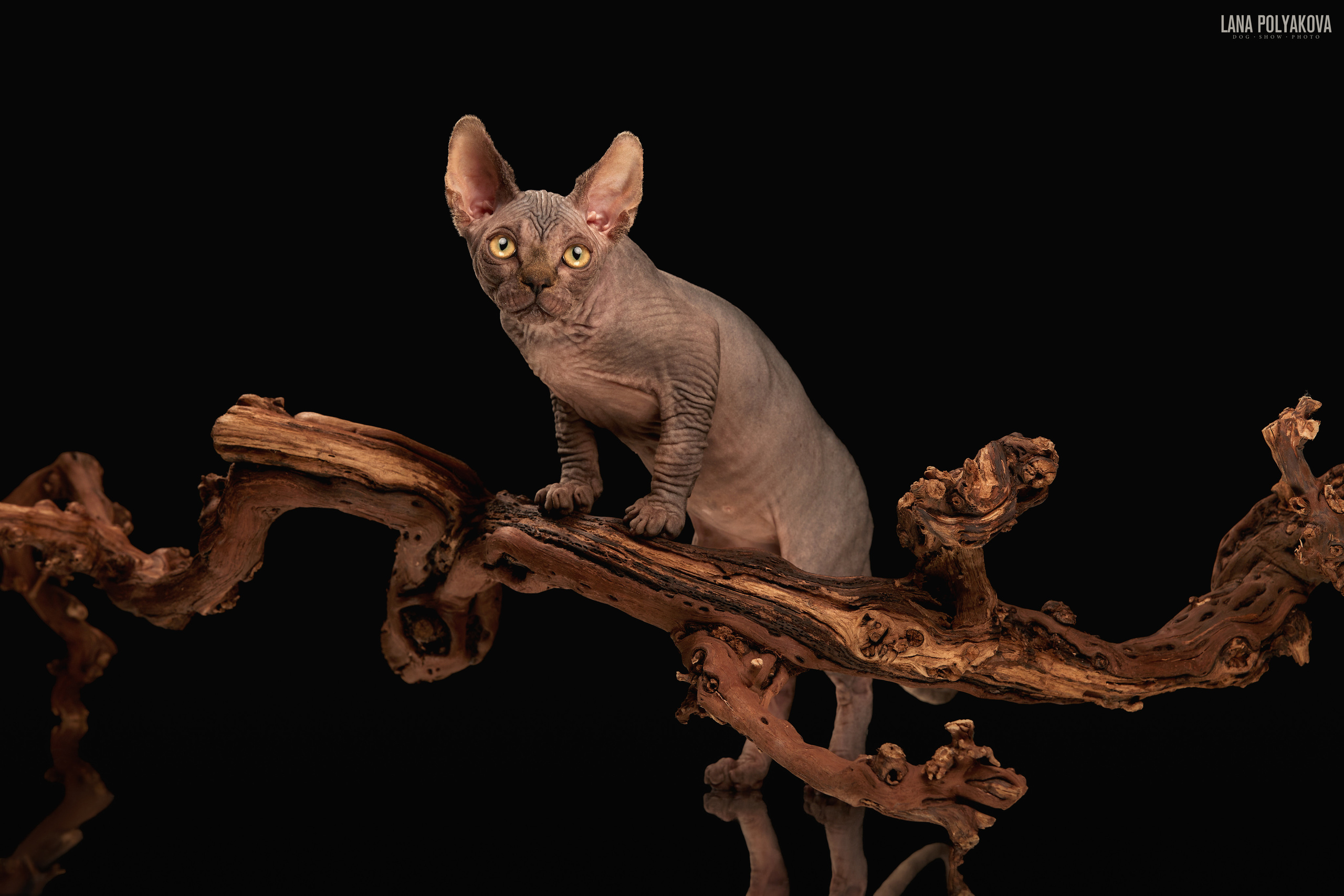 ДРУГИЕ МОДЕЛИ. ФОТОГРАФ-АНИМАЛИСТ l LANA POLYAKOVA