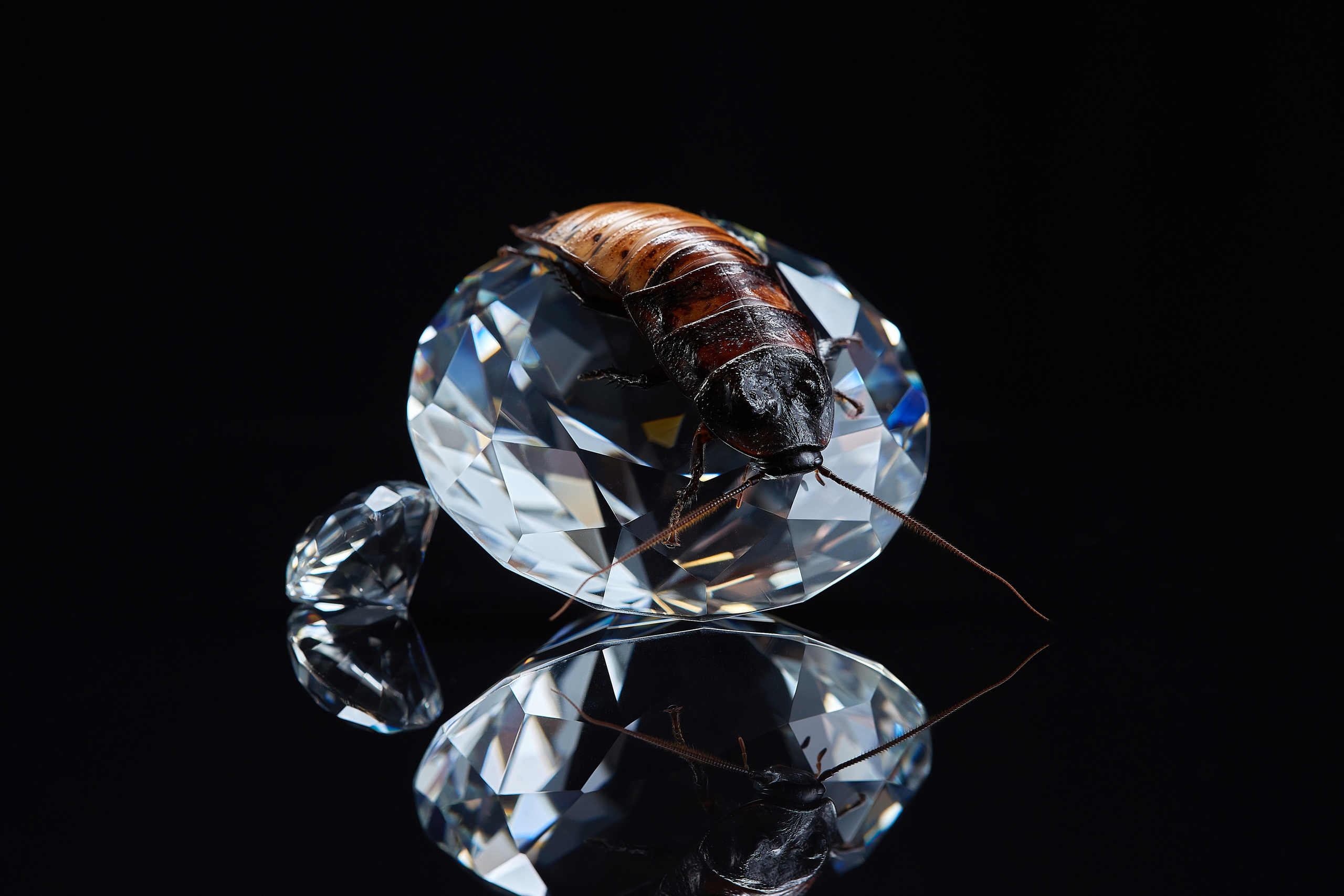 ДРУГИЕ МОДЕЛИ. ФОТОГРАФ-АНИМАЛИСТ l LANA POLYAKOVA