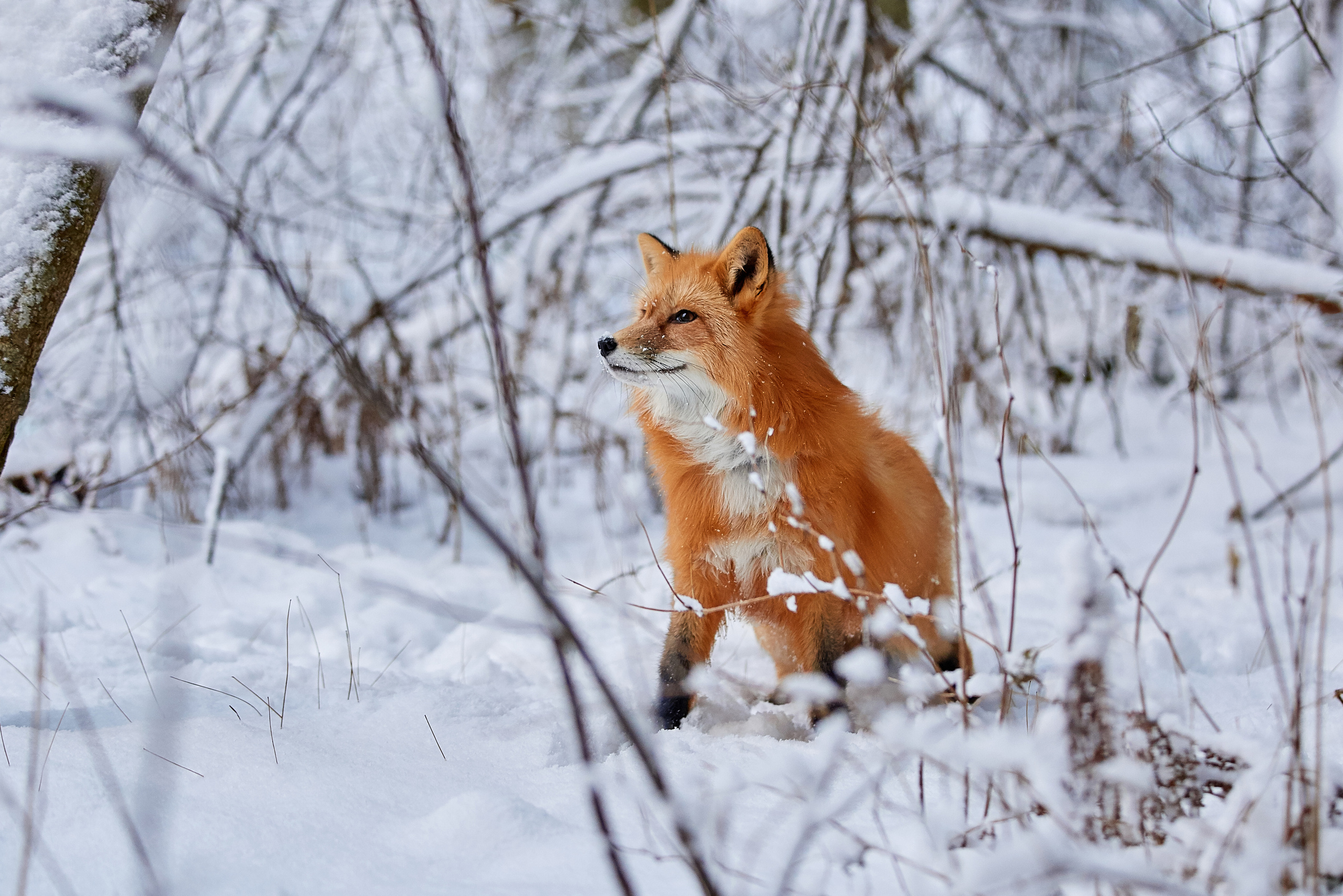 ДРУГИЕ МОДЕЛИ. ФОТОГРАФ-АНИМАЛИСТ l LANA POLYAKOVA