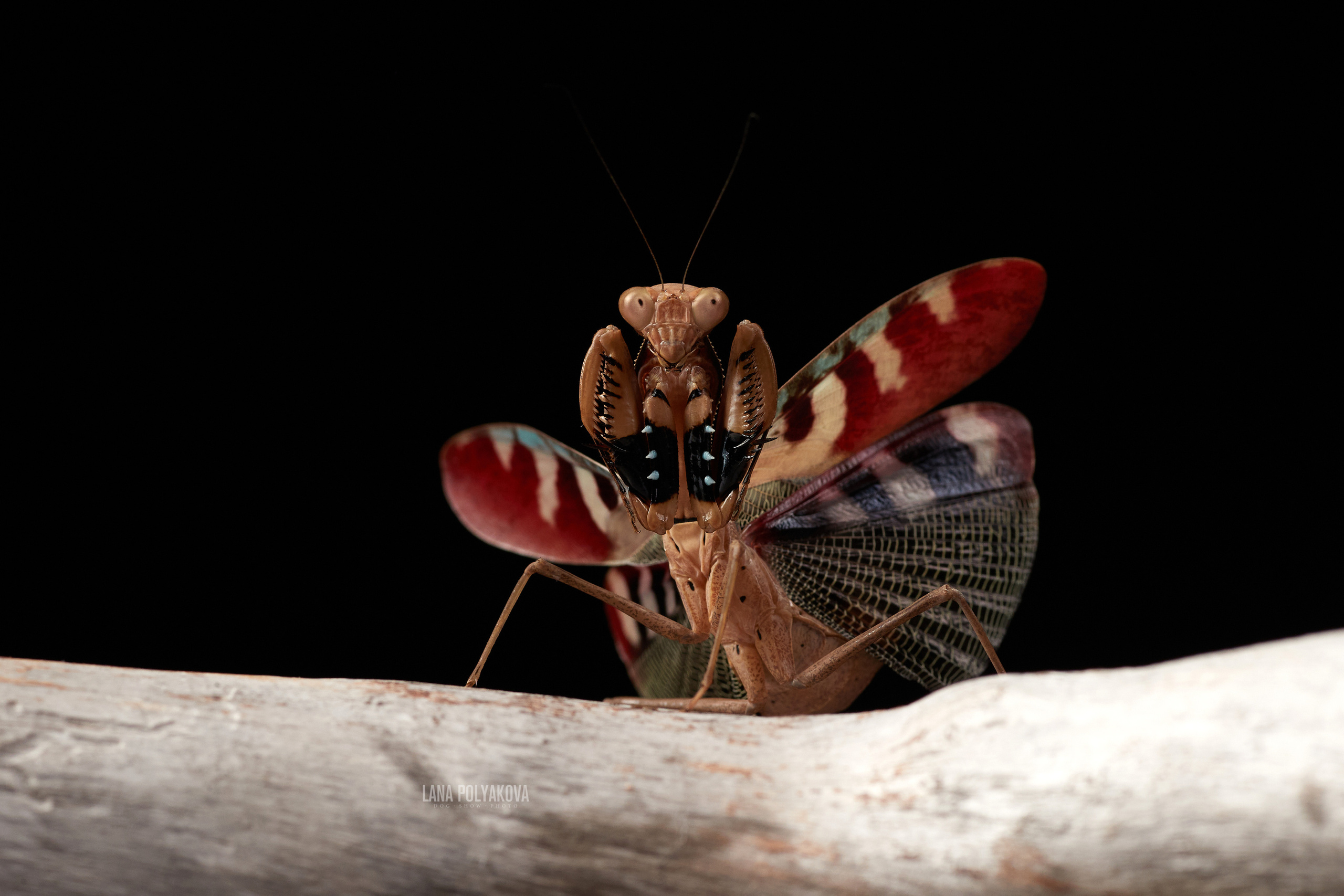 ДРУГИЕ МОДЕЛИ. ФОТОГРАФ-АНИМАЛИСТ l LANA POLYAKOVA