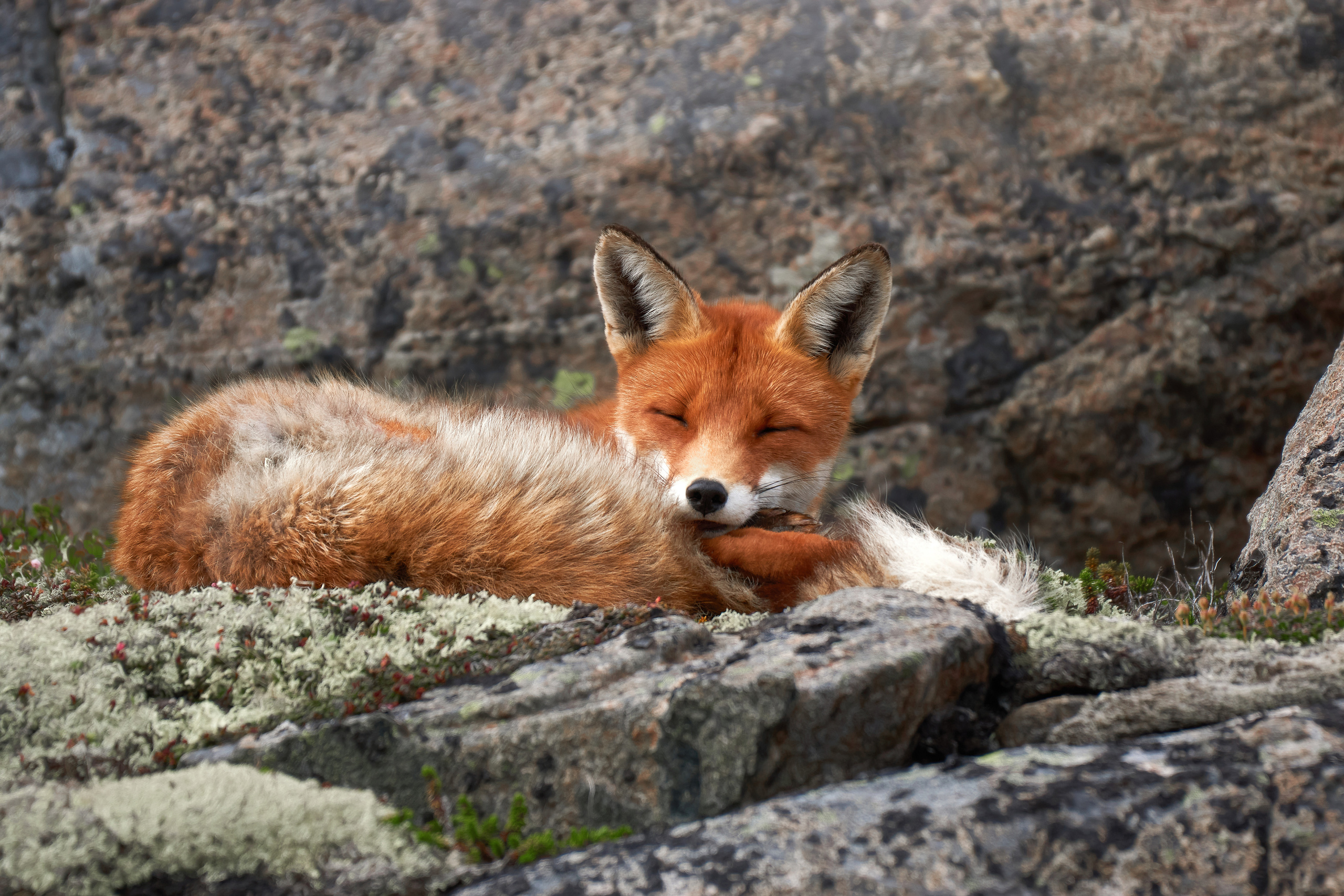 ДРУГИЕ МОДЕЛИ. ФОТОГРАФ-АНИМАЛИСТ l LANA POLYAKOVA