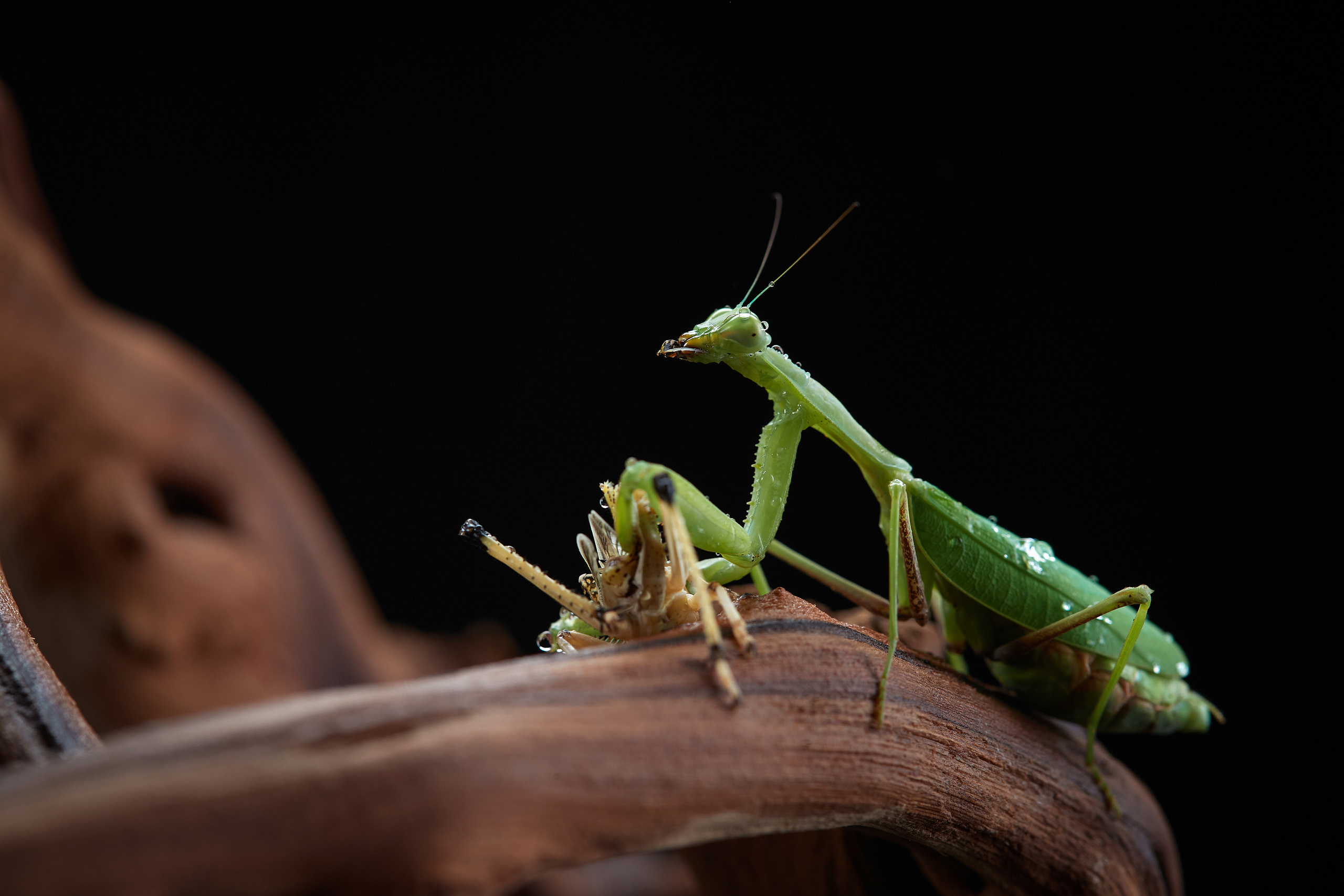 ДРУГИЕ МОДЕЛИ. ФОТОГРАФ-АНИМАЛИСТ l LANA POLYAKOVA