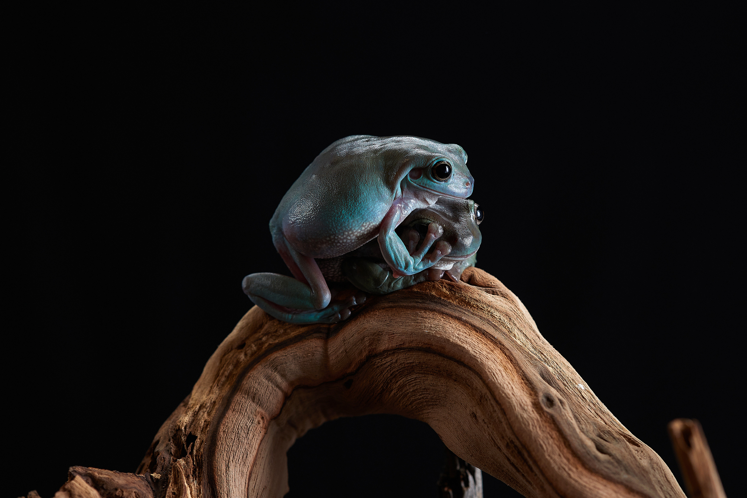 ДРУГИЕ МОДЕЛИ. ФОТОГРАФ-АНИМАЛИСТ l LANA POLYAKOVA