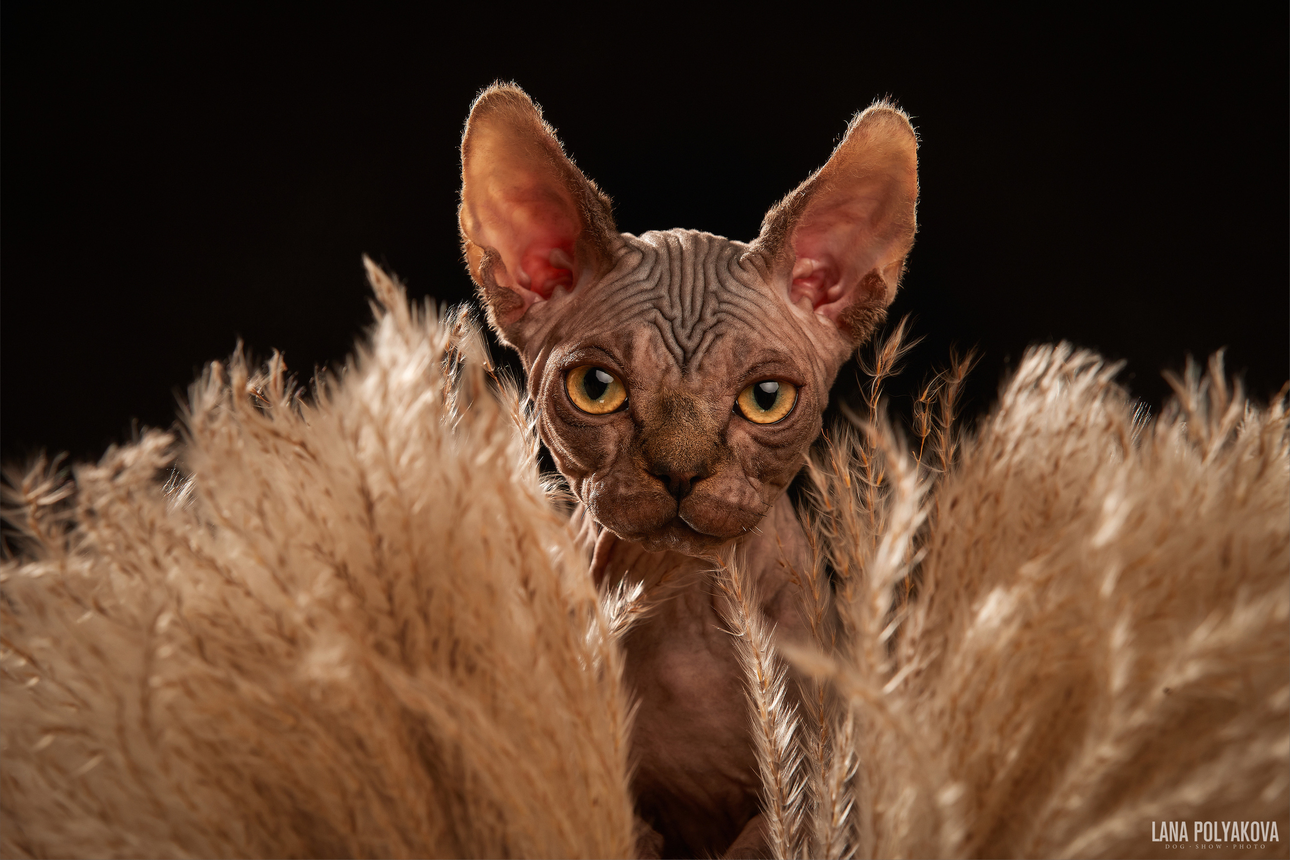 ДРУГИЕ МОДЕЛИ. ФОТОГРАФ-АНИМАЛИСТ l LANA POLYAKOVA