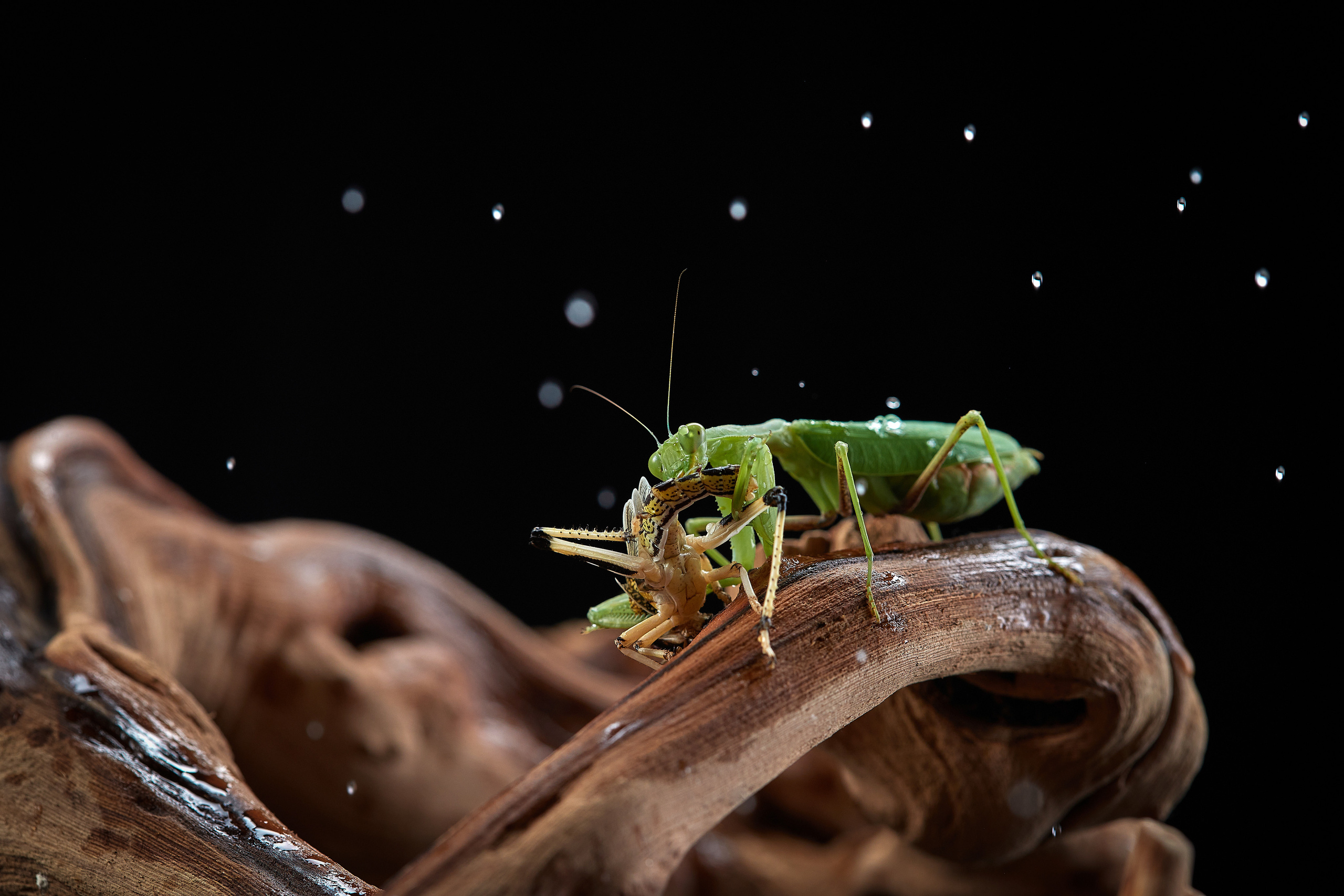 ДРУГИЕ МОДЕЛИ. ФОТОГРАФ-АНИМАЛИСТ l LANA POLYAKOVA