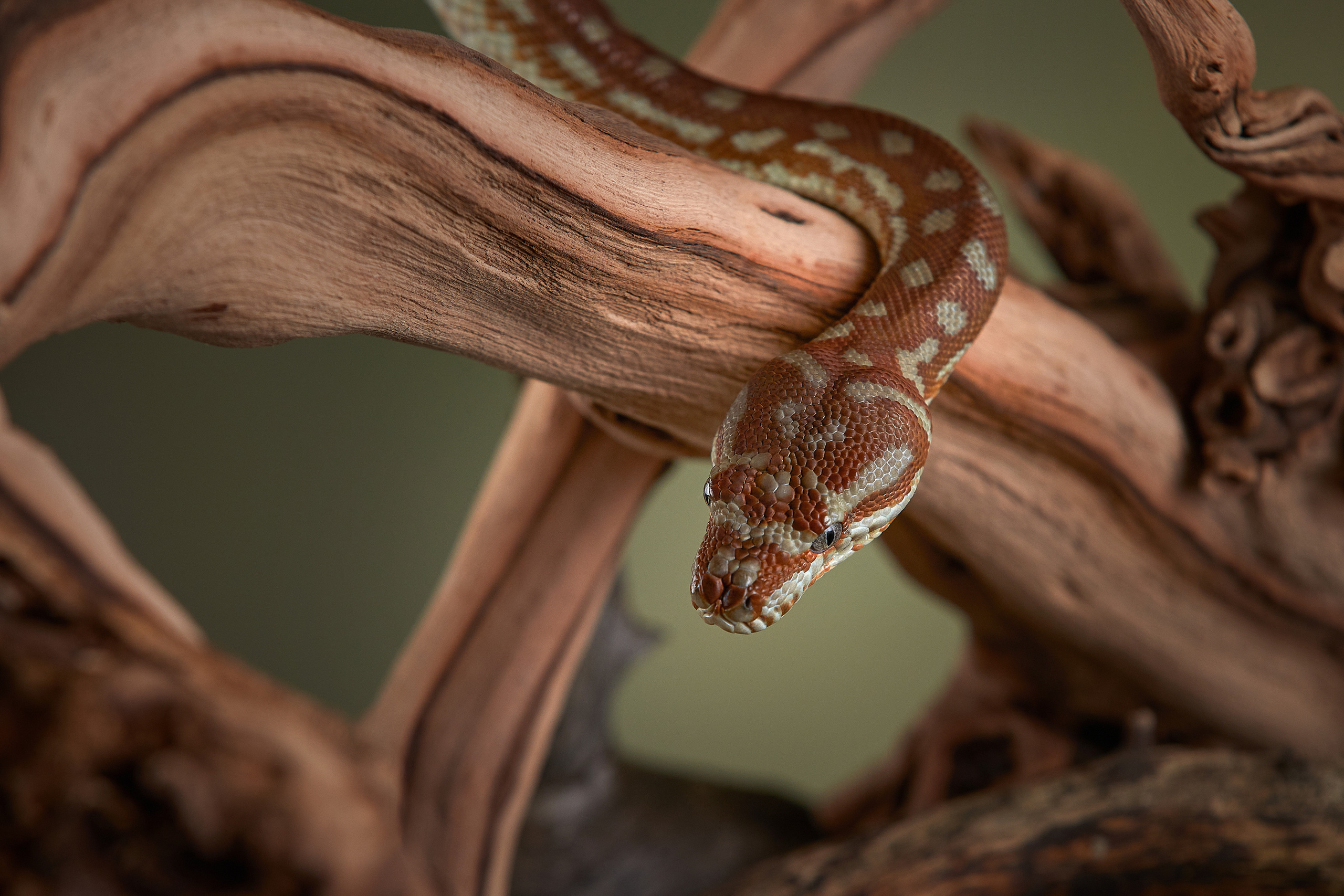 ДРУГИЕ МОДЕЛИ. ФОТОГРАФ-АНИМАЛИСТ l LANA POLYAKOVA