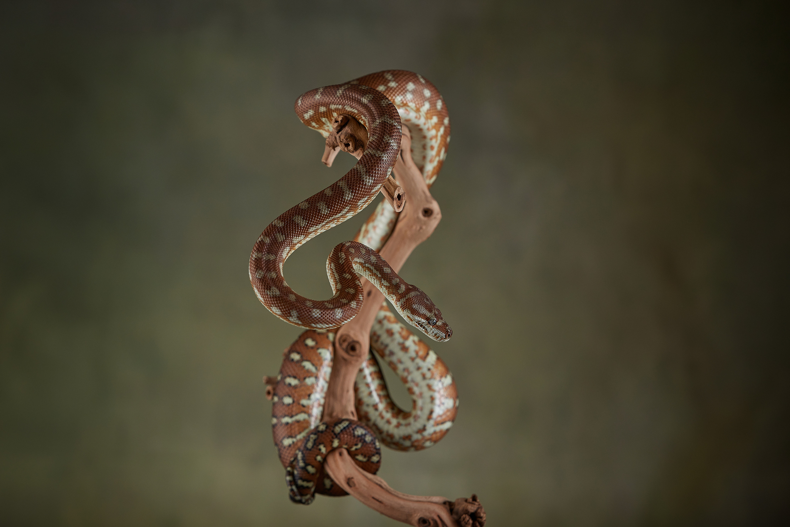 ДРУГИЕ МОДЕЛИ. ФОТОГРАФ-АНИМАЛИСТ l LANA POLYAKOVA