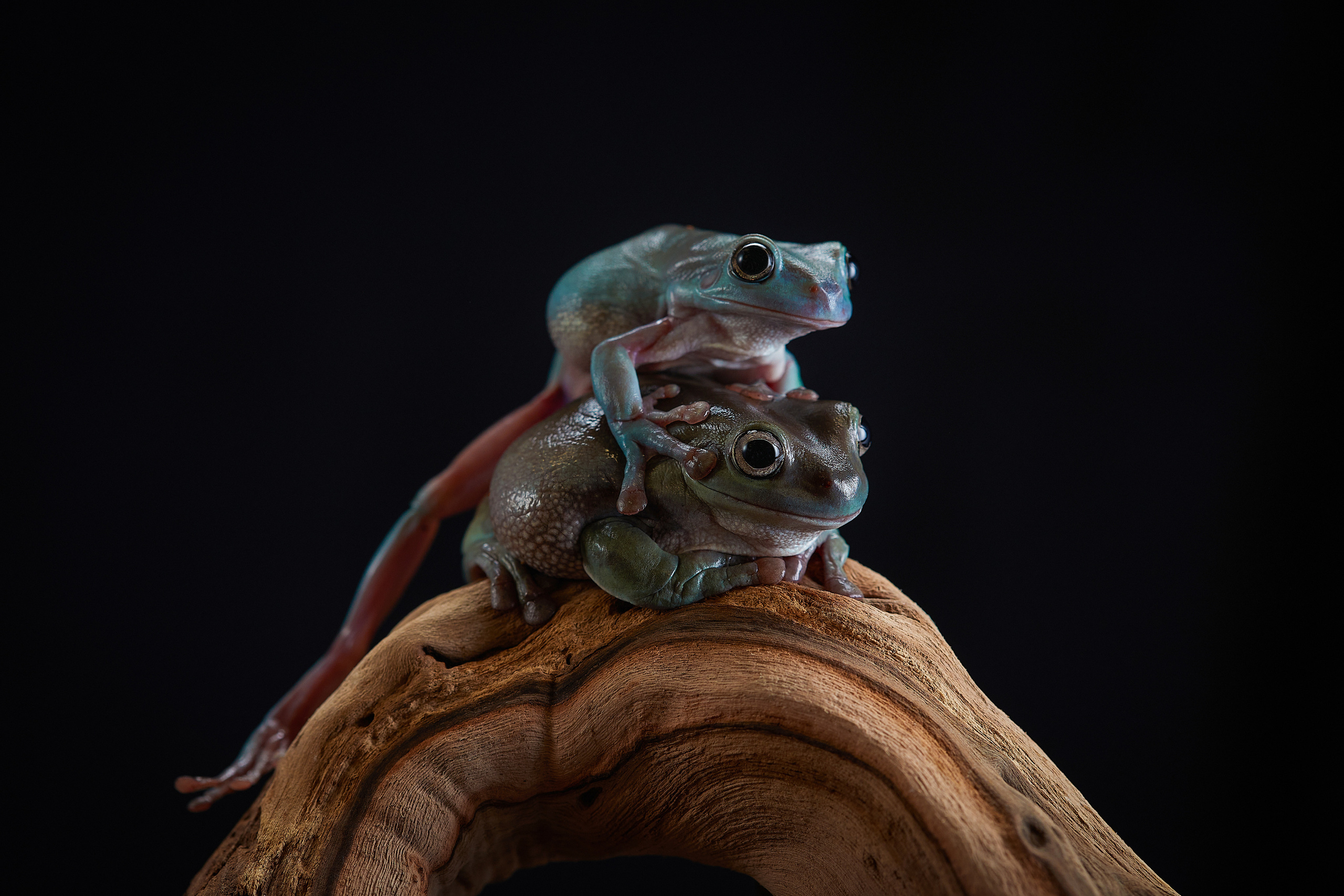 ДРУГИЕ МОДЕЛИ. ФОТОГРАФ-АНИМАЛИСТ l LANA POLYAKOVA