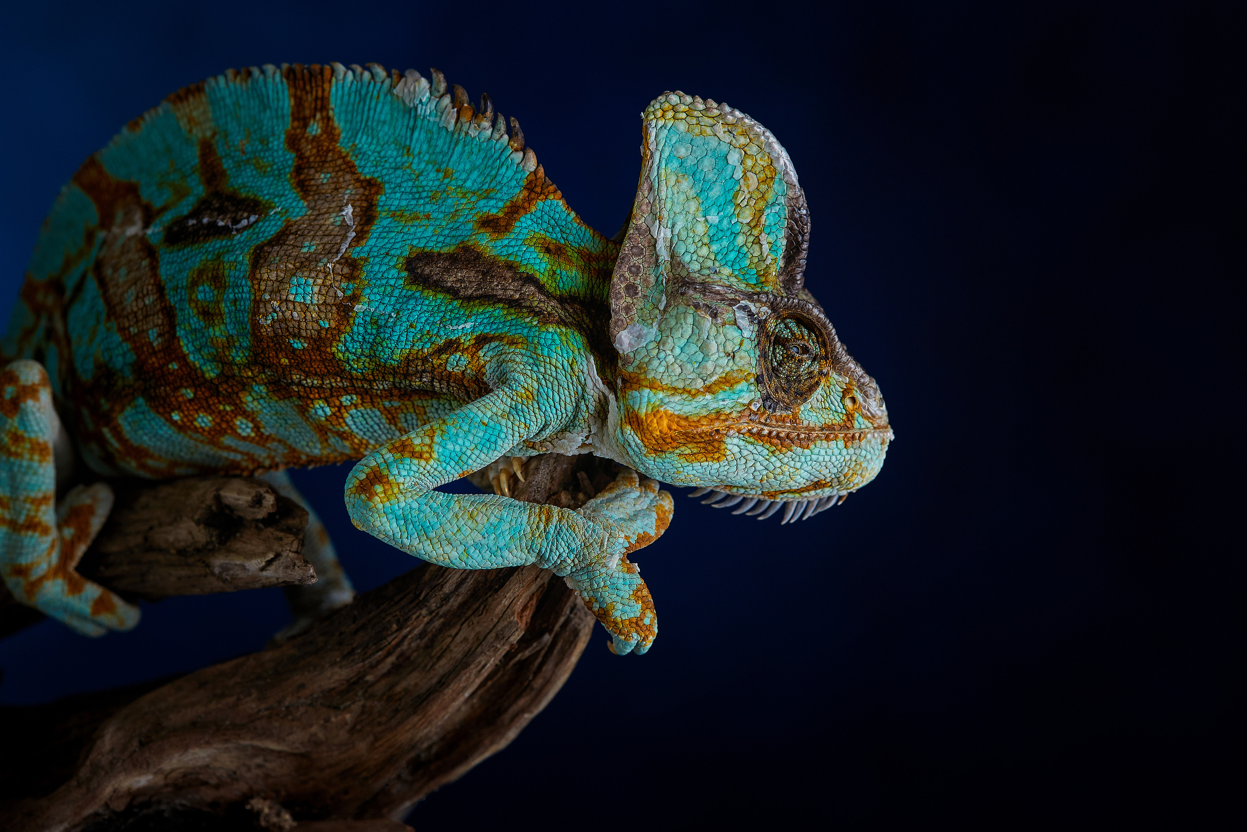 ДРУГИЕ МОДЕЛИ. ФОТОГРАФ-АНИМАЛИСТ l LANA POLYAKOVA