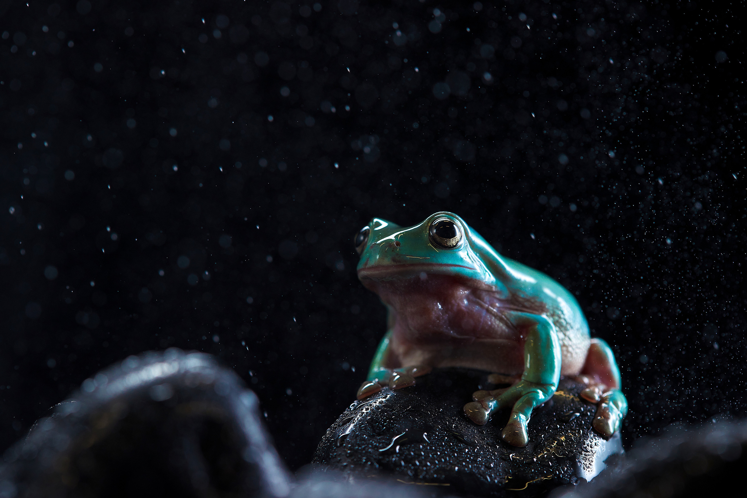 ДРУГИЕ МОДЕЛИ. ФОТОГРАФ-АНИМАЛИСТ l LANA POLYAKOVA