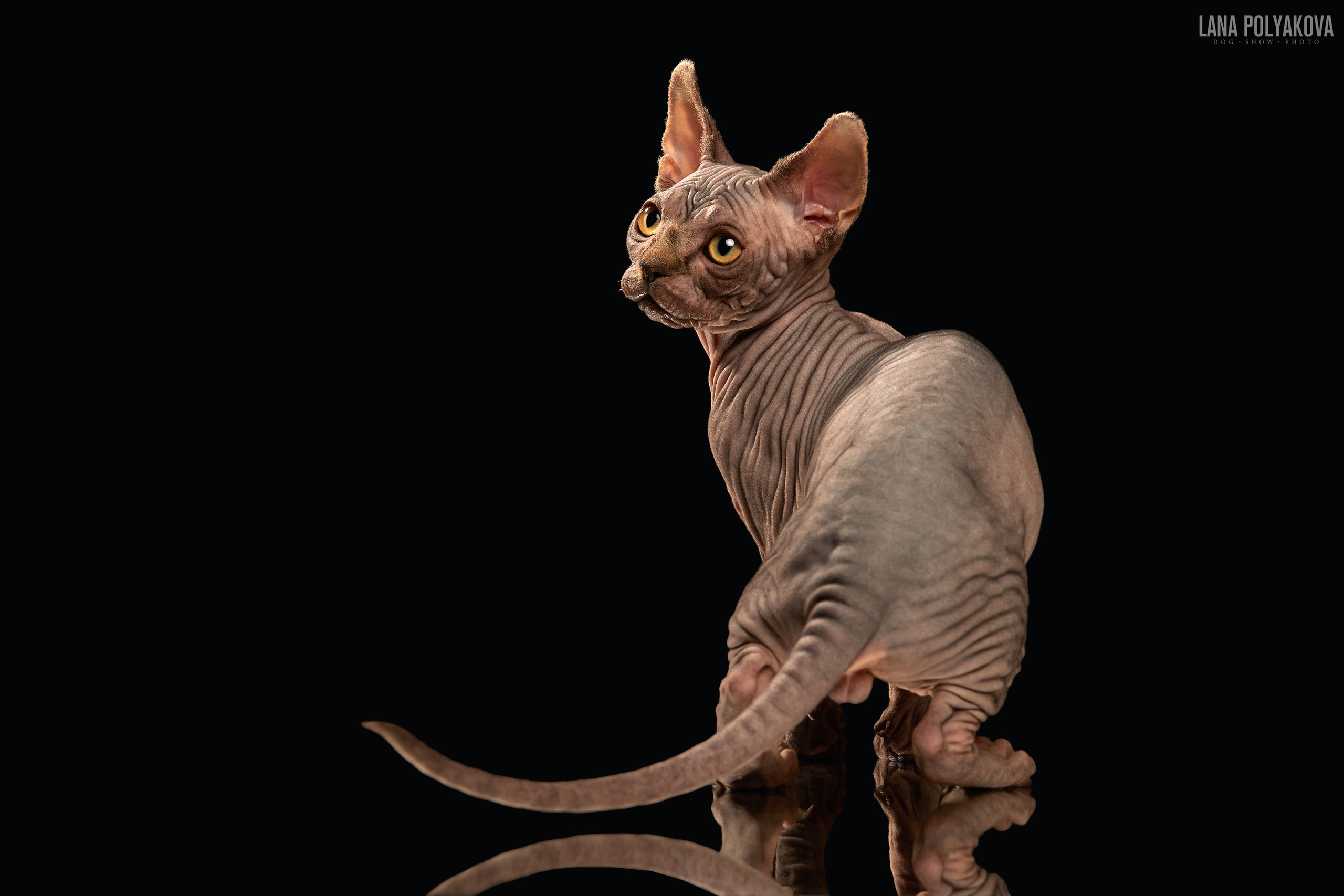 ДРУГИЕ МОДЕЛИ. ФОТОГРАФ-АНИМАЛИСТ l LANA POLYAKOVA