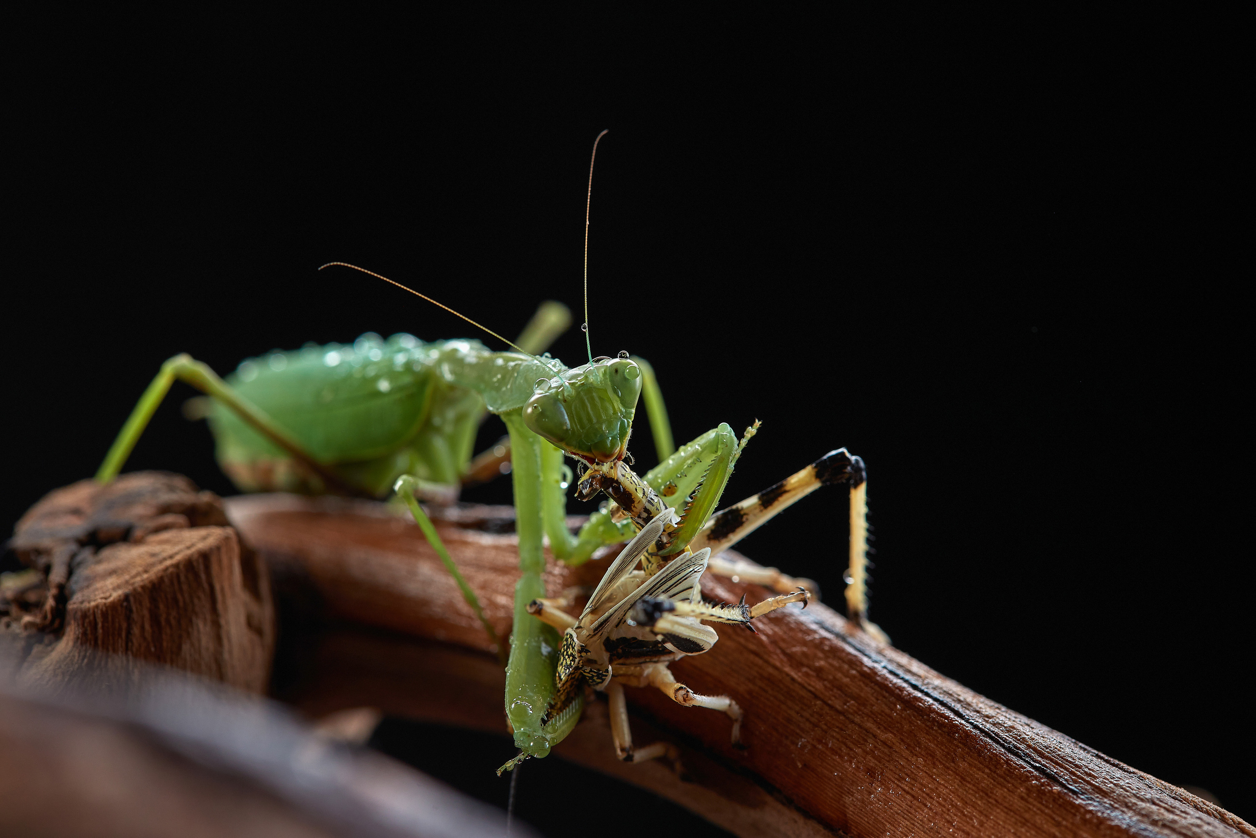 ДРУГИЕ МОДЕЛИ. ФОТОГРАФ-АНИМАЛИСТ l LANA POLYAKOVA