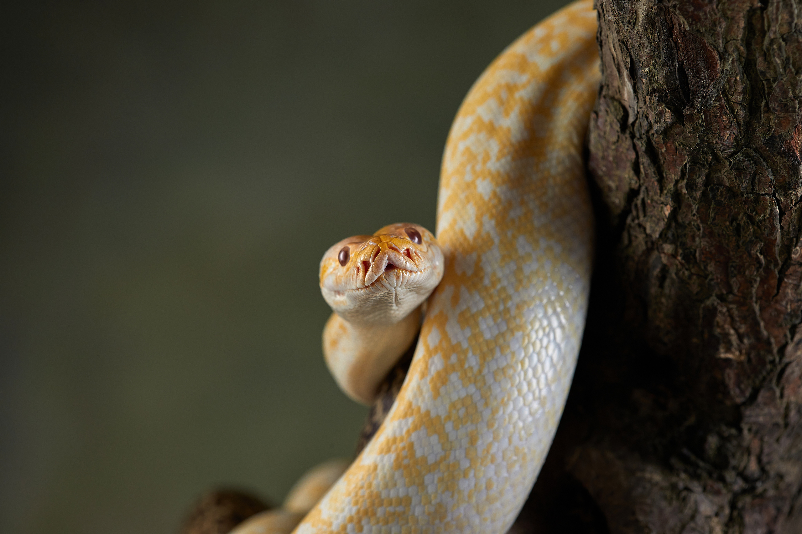 ДРУГИЕ МОДЕЛИ. ФОТОГРАФ-АНИМАЛИСТ l LANA POLYAKOVA