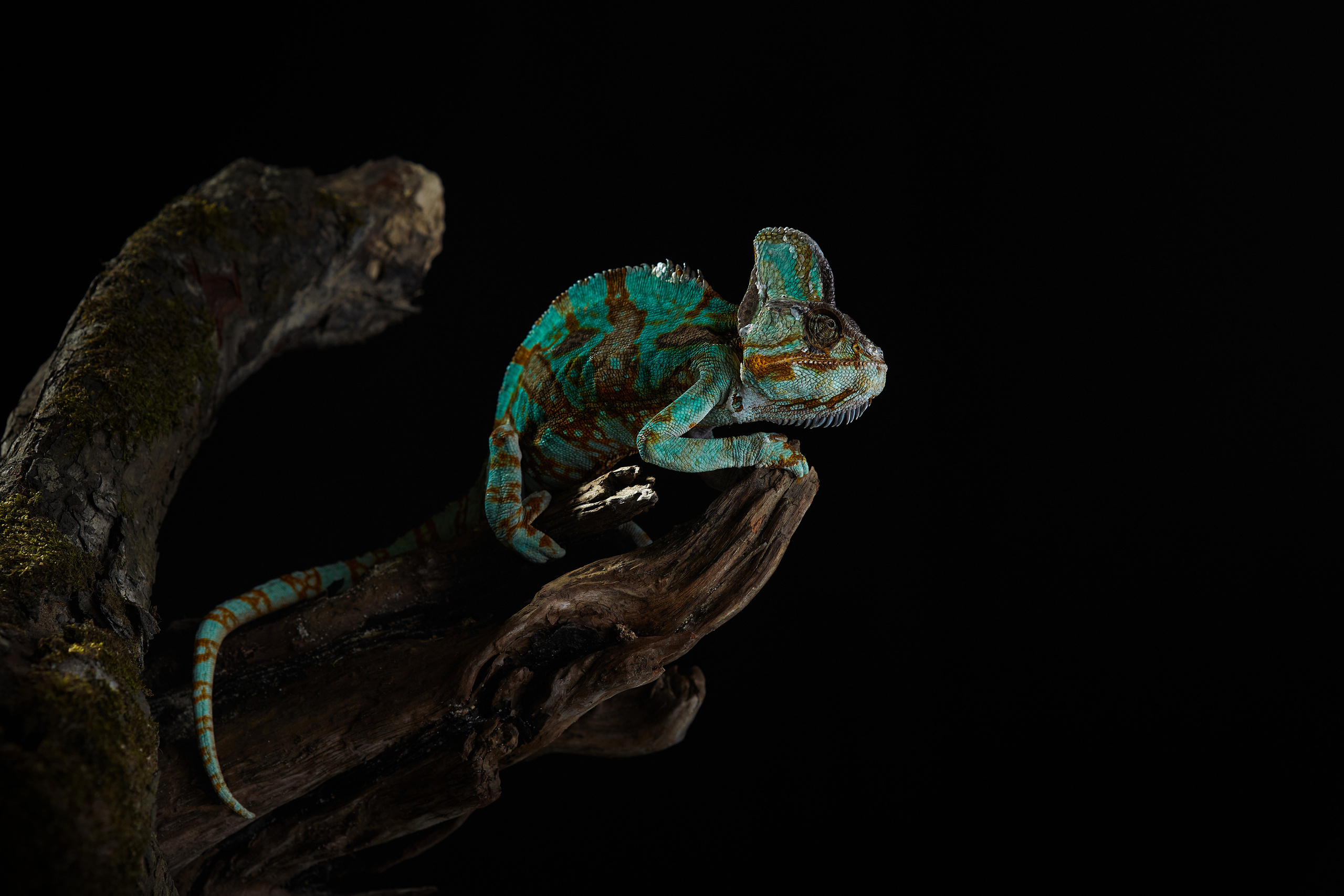 ДРУГИЕ МОДЕЛИ. ФОТОГРАФ-АНИМАЛИСТ l LANA POLYAKOVA