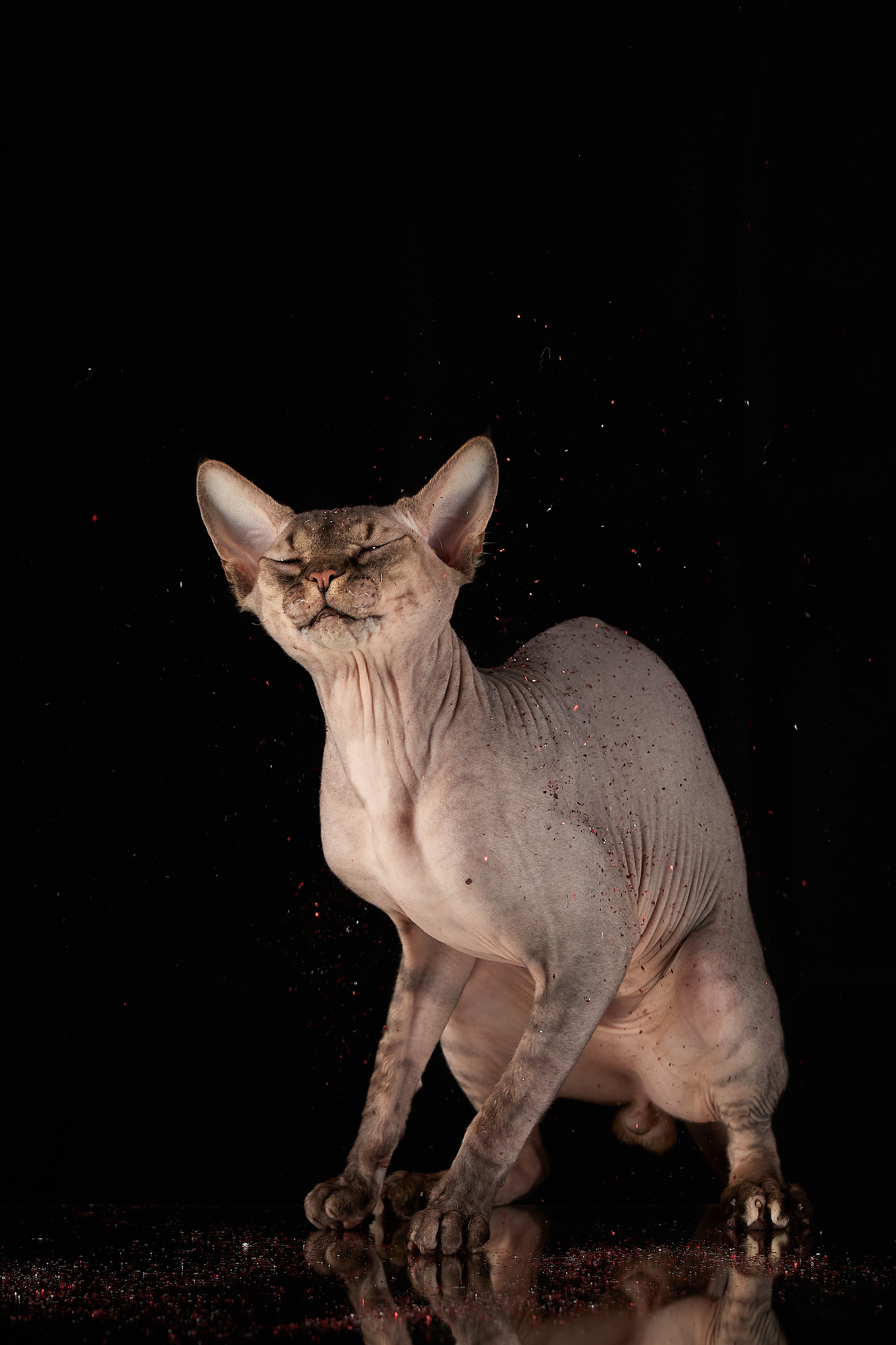 ДРУГИЕ МОДЕЛИ. ФОТОГРАФ-АНИМАЛИСТ l LANA POLYAKOVA