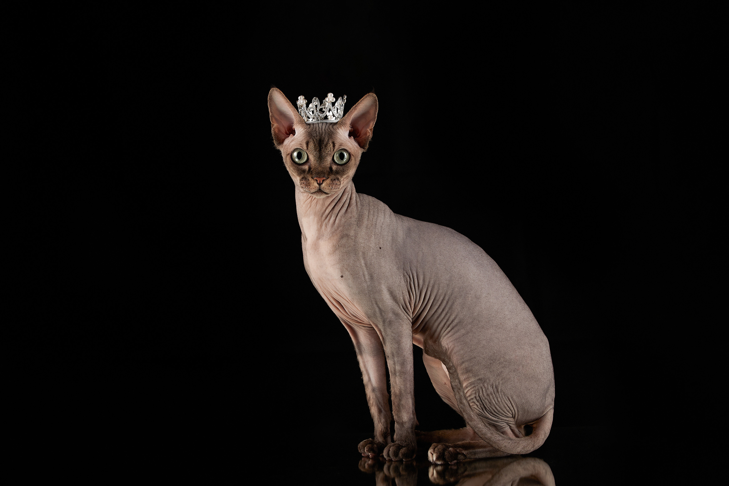 ДРУГИЕ МОДЕЛИ. ФОТОГРАФ-АНИМАЛИСТ l LANA POLYAKOVA