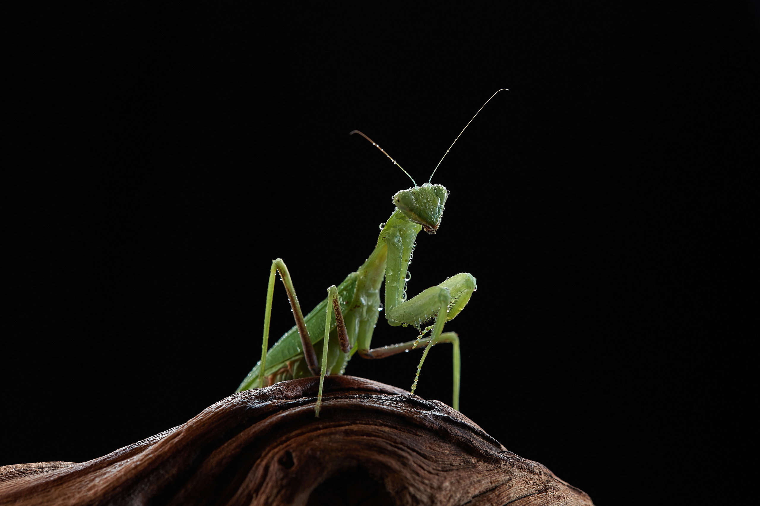 ДРУГИЕ МОДЕЛИ. ФОТОГРАФ-АНИМАЛИСТ l LANA POLYAKOVA