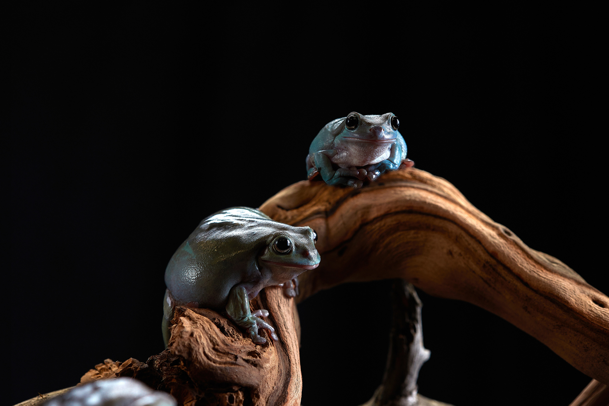 ДРУГИЕ МОДЕЛИ. ФОТОГРАФ-АНИМАЛИСТ l LANA POLYAKOVA