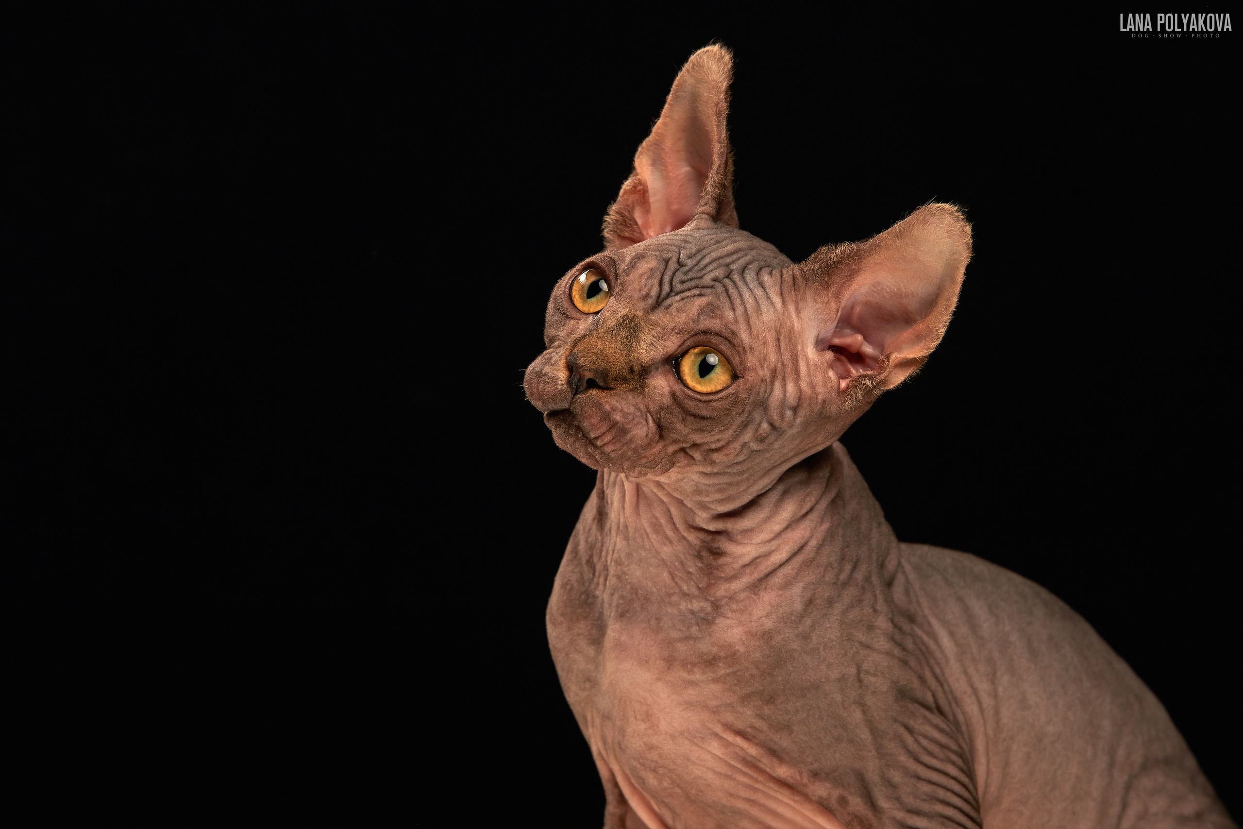 ДРУГИЕ МОДЕЛИ. ФОТОГРАФ-АНИМАЛИСТ l LANA POLYAKOVA