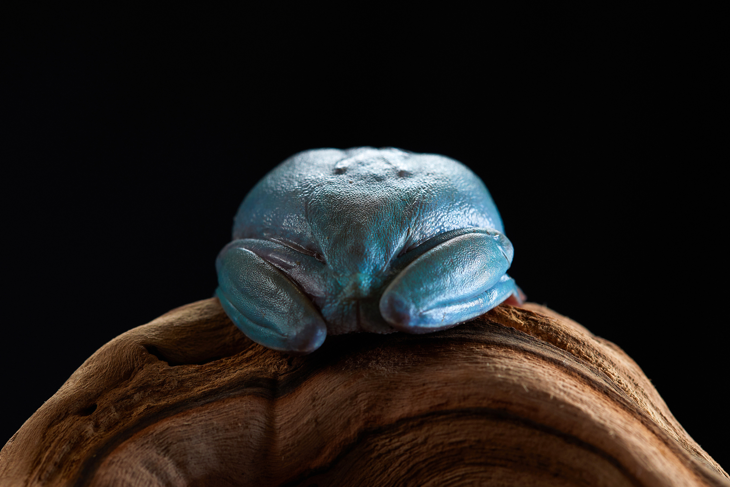 ДРУГИЕ МОДЕЛИ. ФОТОГРАФ-АНИМАЛИСТ l LANA POLYAKOVA