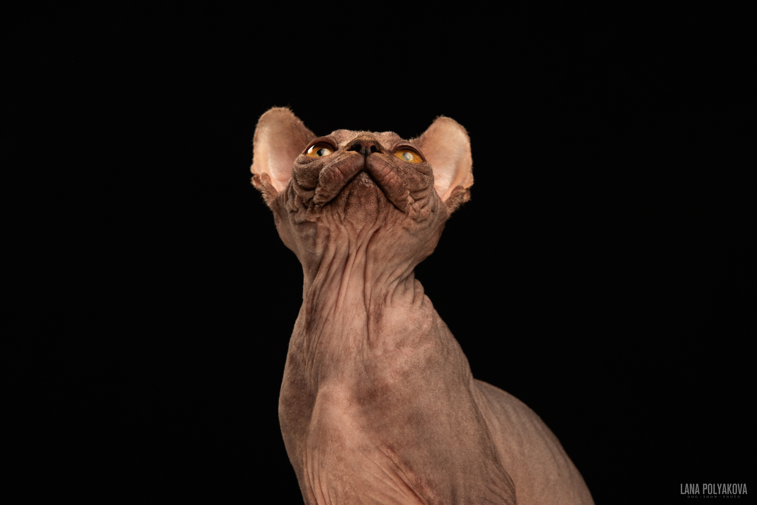 ДРУГИЕ МОДЕЛИ. ФОТОГРАФ-АНИМАЛИСТ l LANA POLYAKOVA