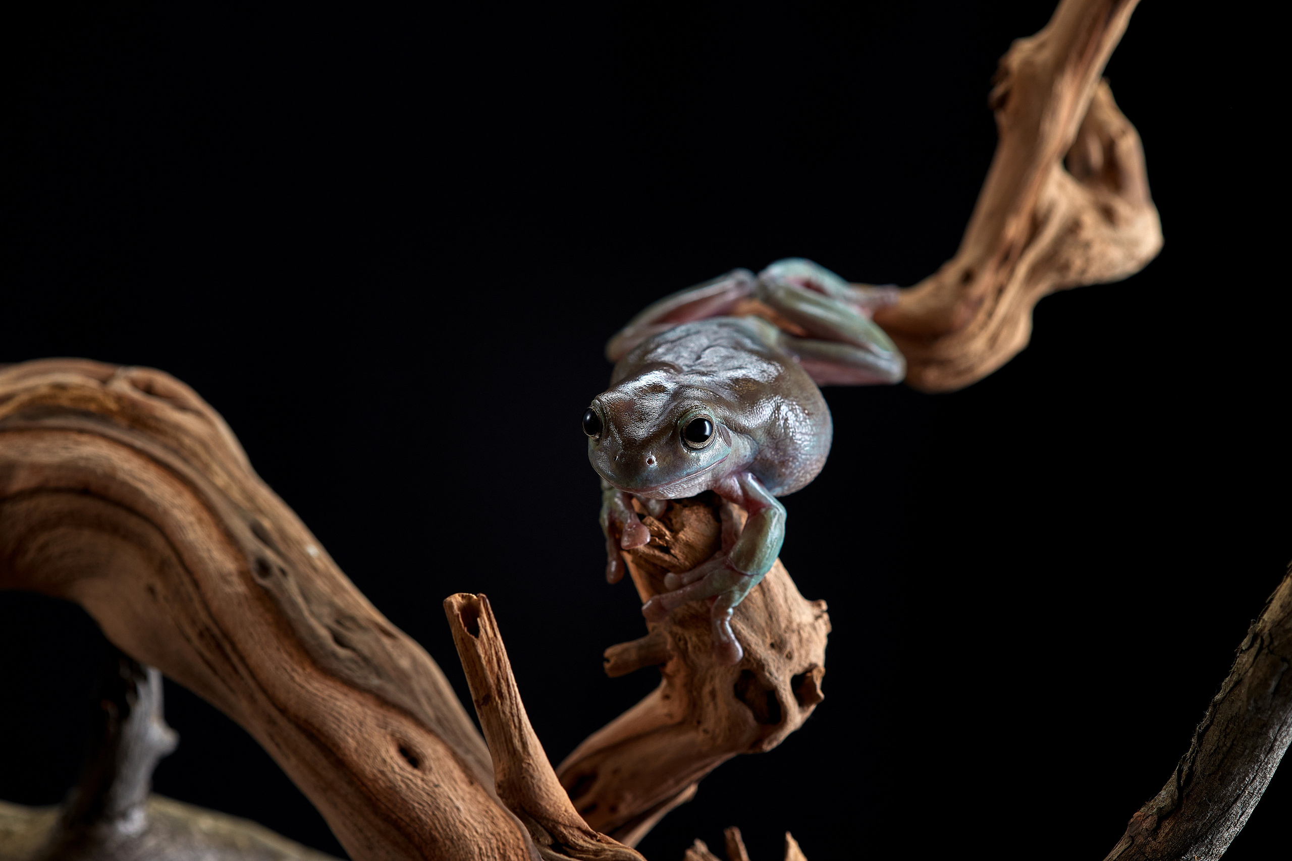 ДРУГИЕ МОДЕЛИ. ФОТОГРАФ-АНИМАЛИСТ l LANA POLYAKOVA