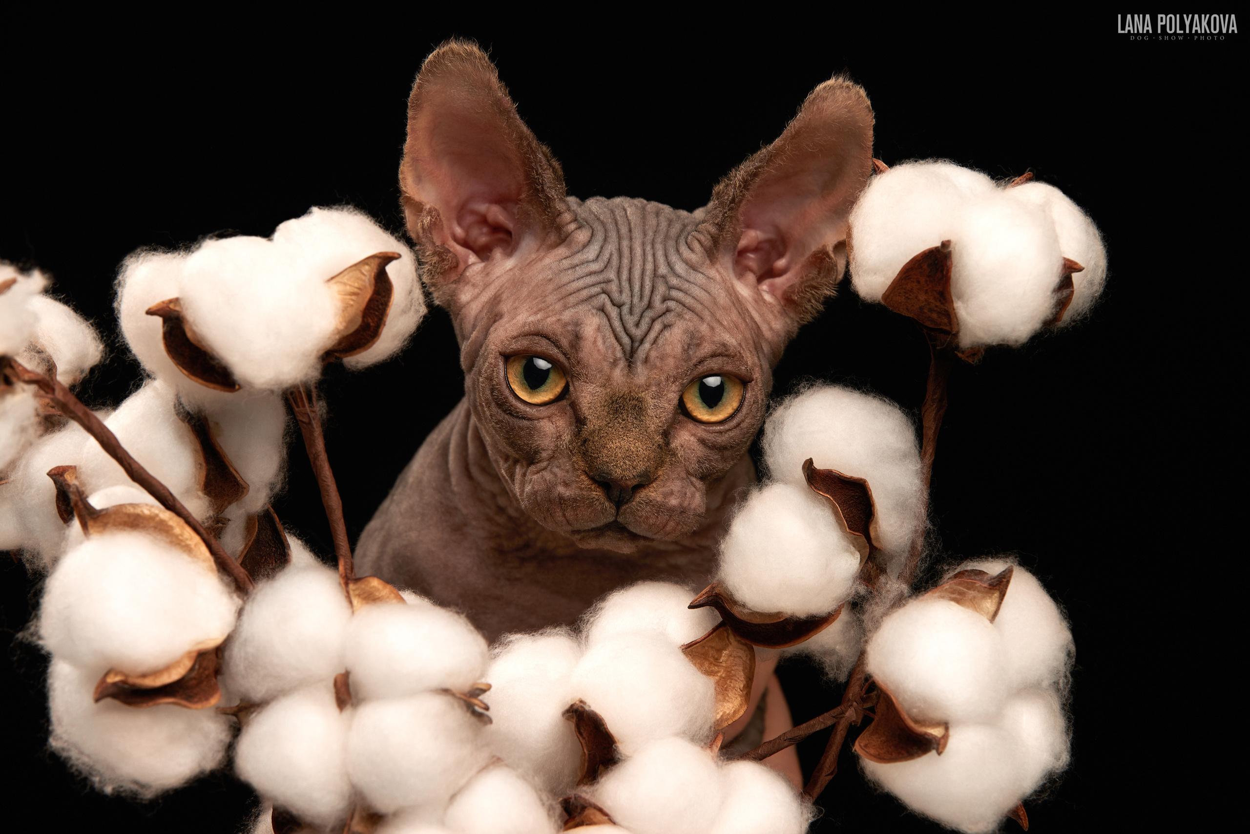 ДРУГИЕ МОДЕЛИ. ФОТОГРАФ-АНИМАЛИСТ l LANA POLYAKOVA