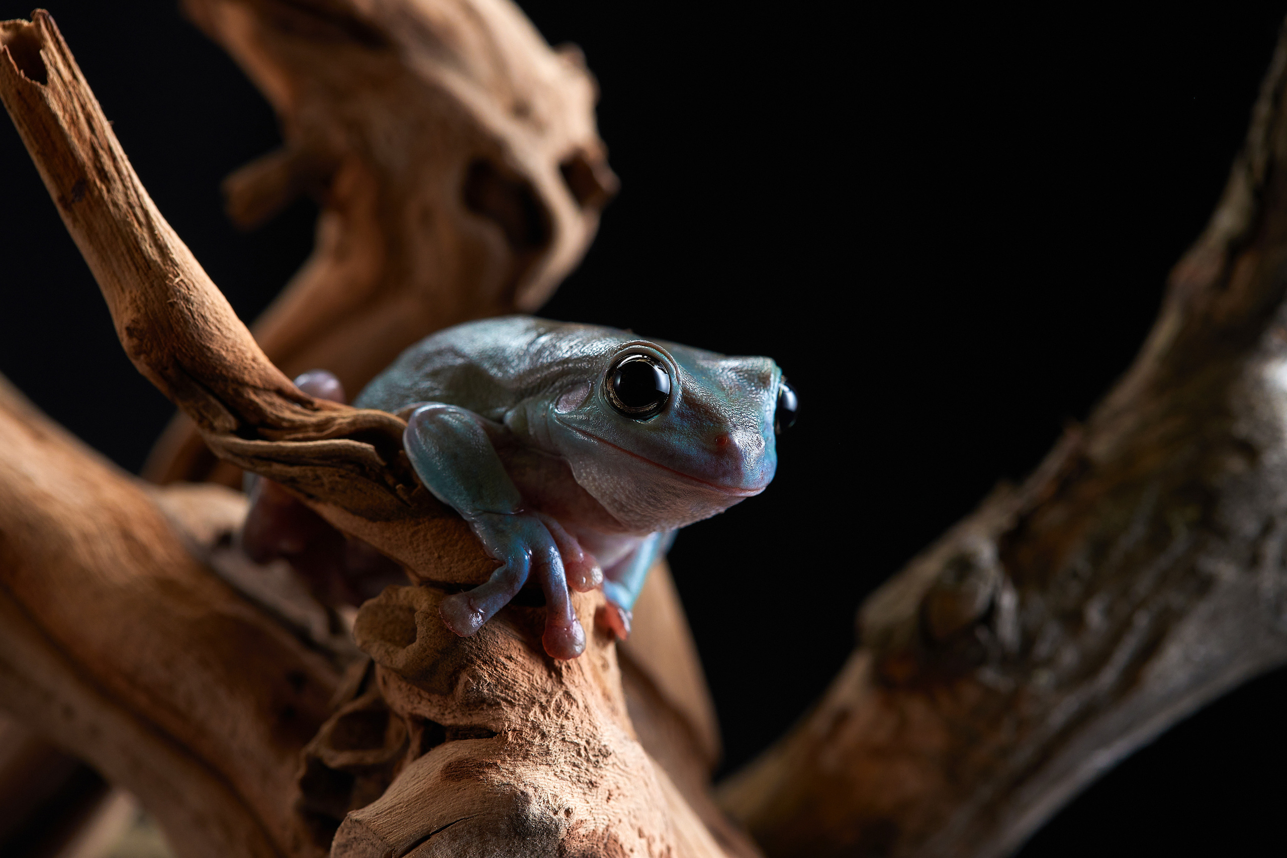 ДРУГИЕ МОДЕЛИ. ФОТОГРАФ-АНИМАЛИСТ l LANA POLYAKOVA