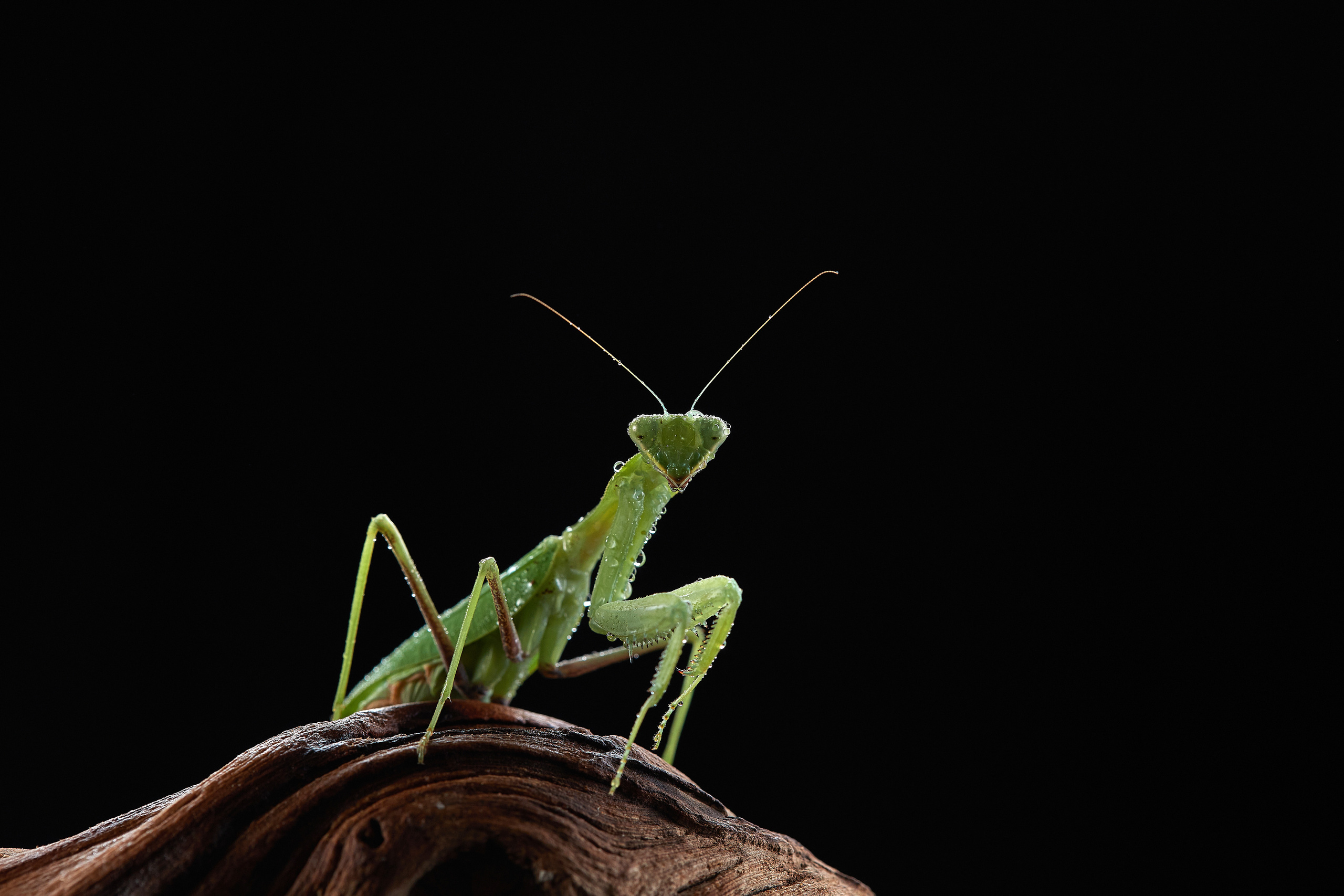 ДРУГИЕ МОДЕЛИ. ФОТОГРАФ-АНИМАЛИСТ l LANA POLYAKOVA
