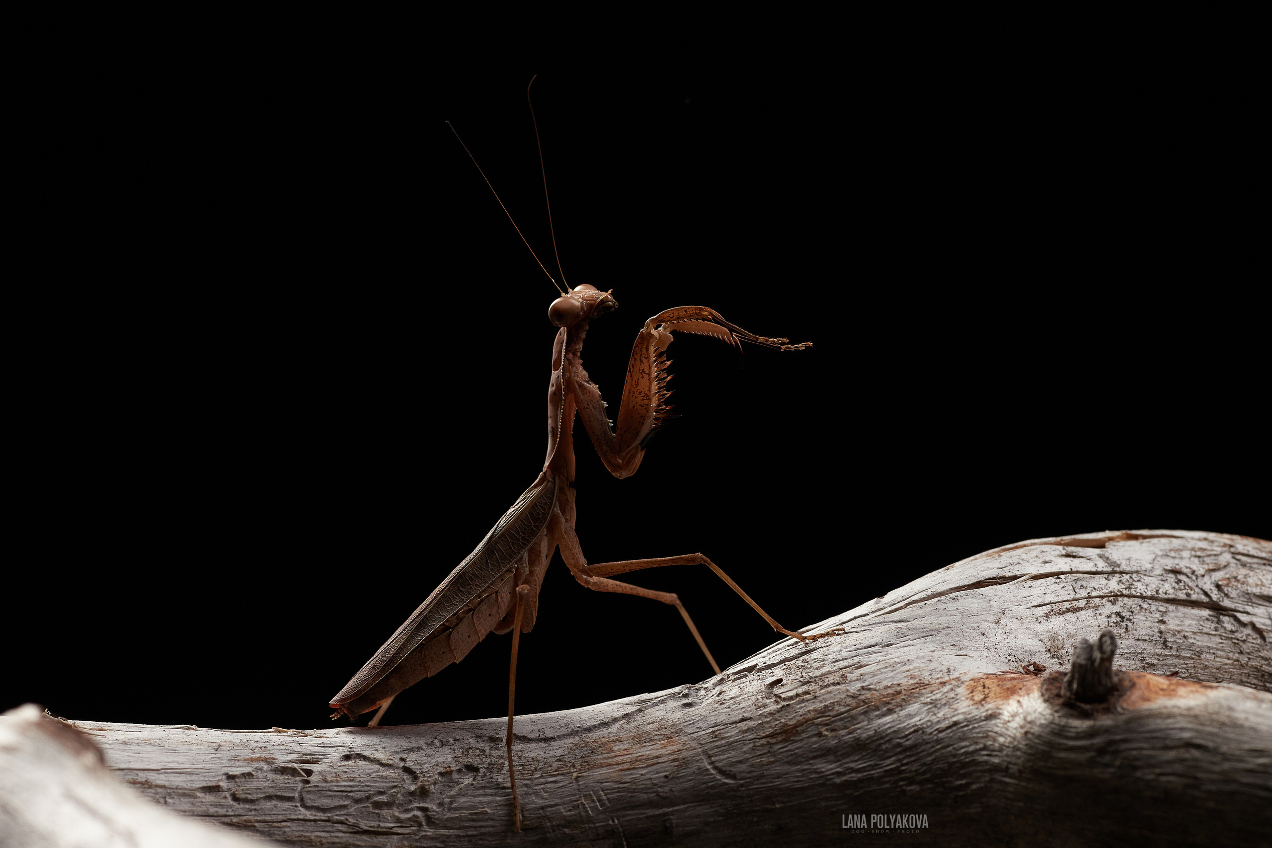ДРУГИЕ МОДЕЛИ. ФОТОГРАФ-АНИМАЛИСТ l LANA POLYAKOVA